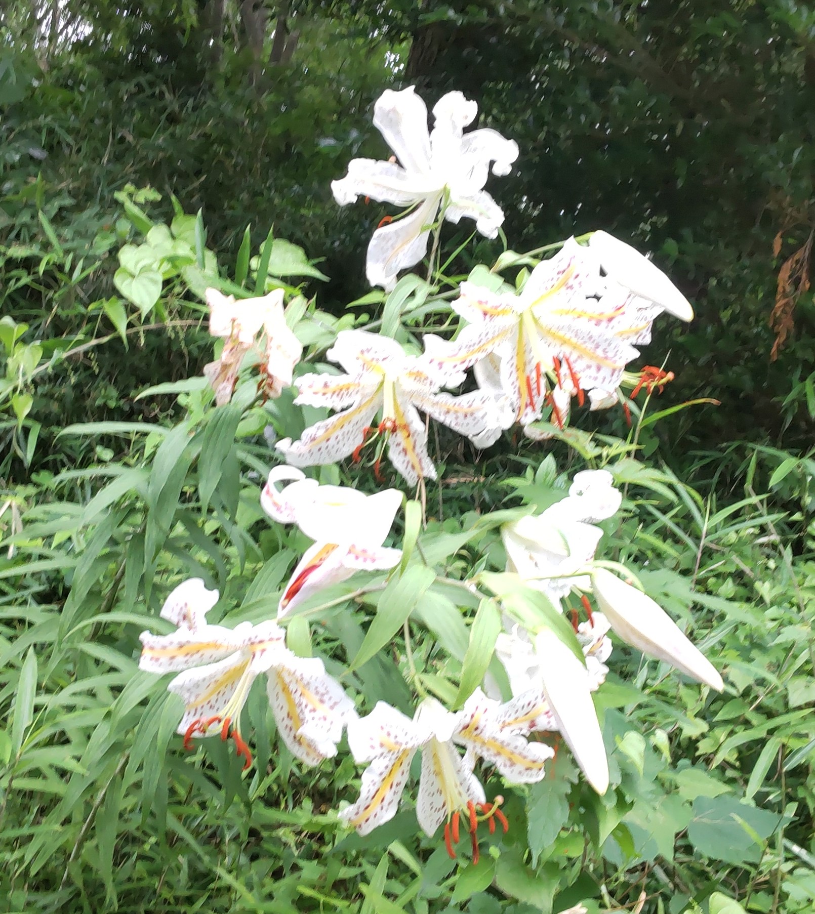 弘法松公園のヤマユリ