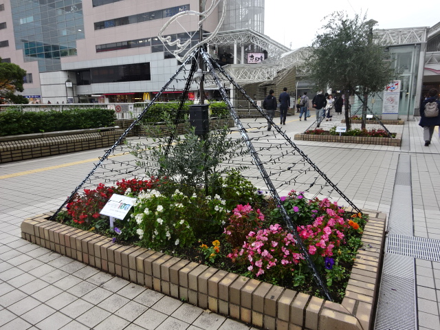 新百合ヶ丘駅南口は、この季節になるとお花とイルミネーションのコラボで彩れます。今年の花壇は100という数字で植え付けされてて綺麗ですね