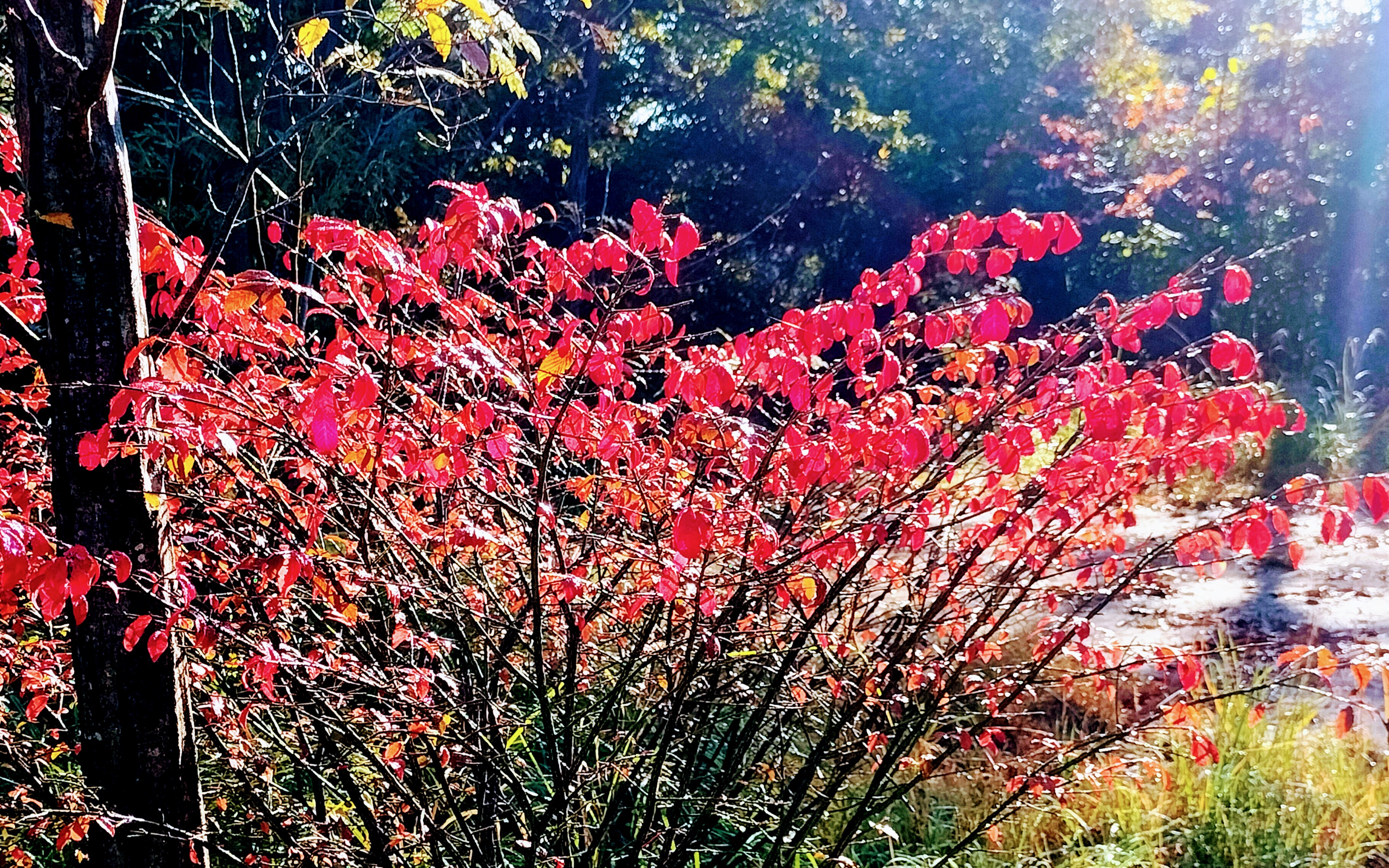 錦木　紅葉