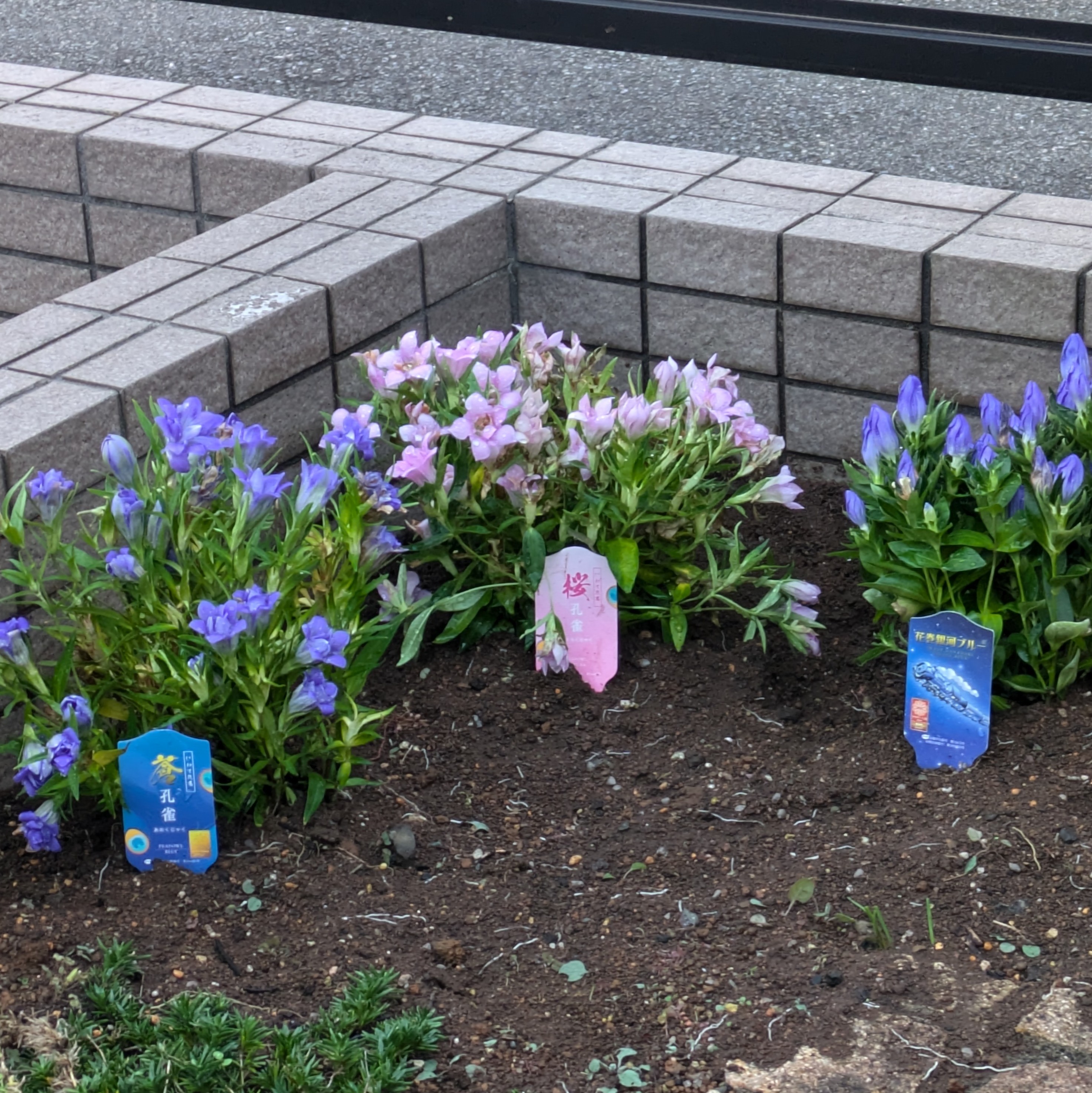 岩手産のリンドウ