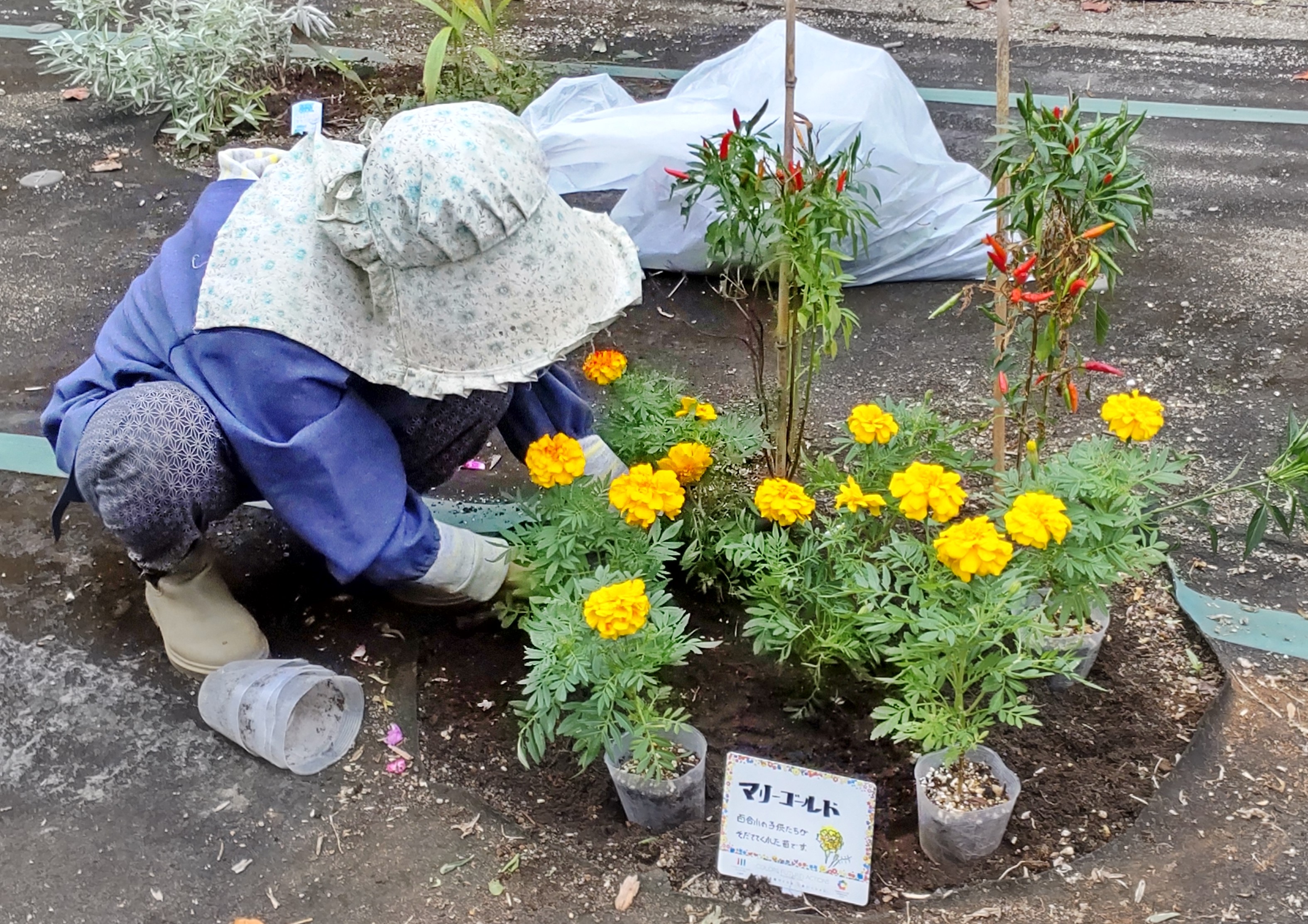 万福寺さとやま公園での花植え