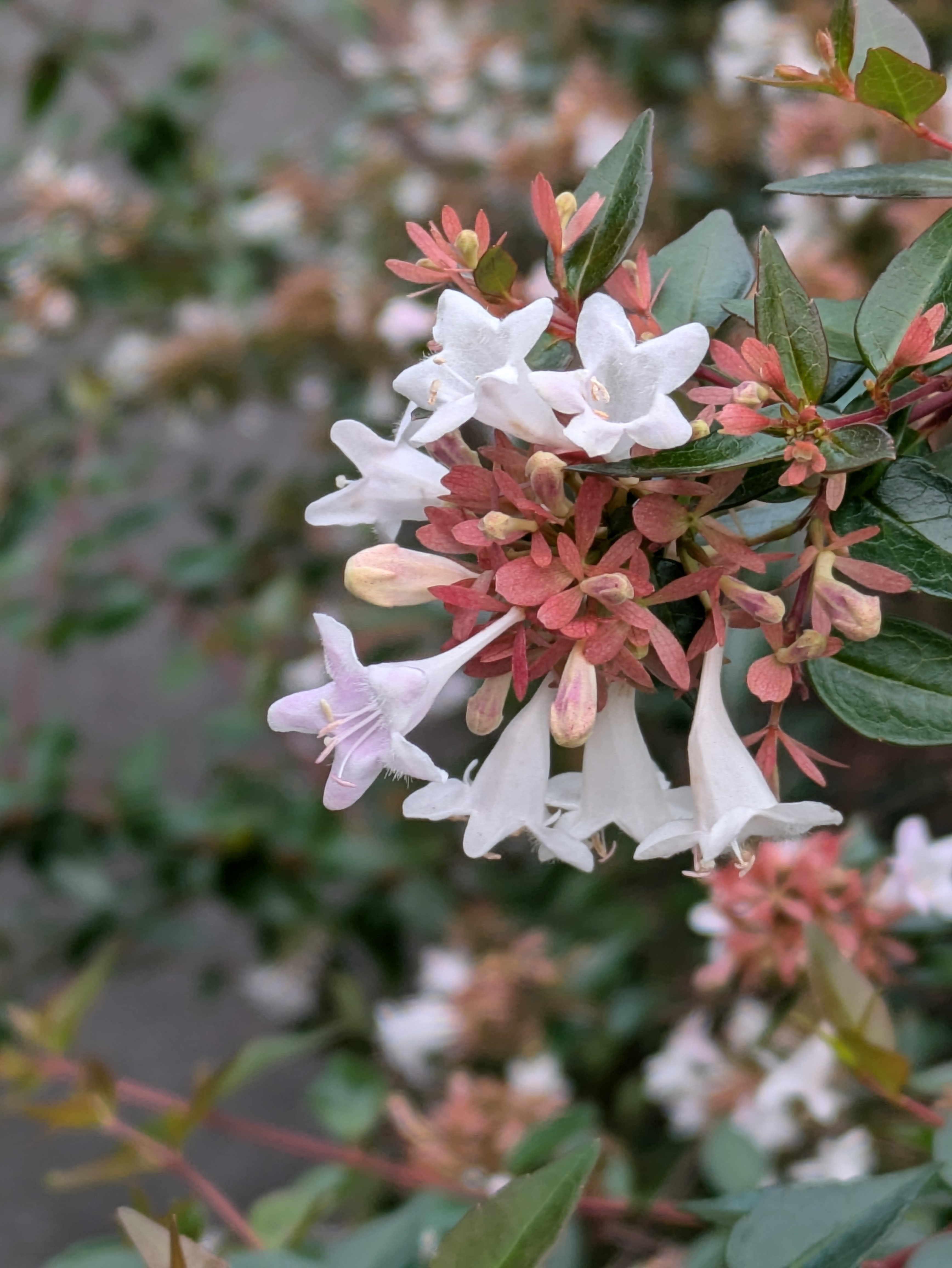 二ヶ領用水沿い、秋の花