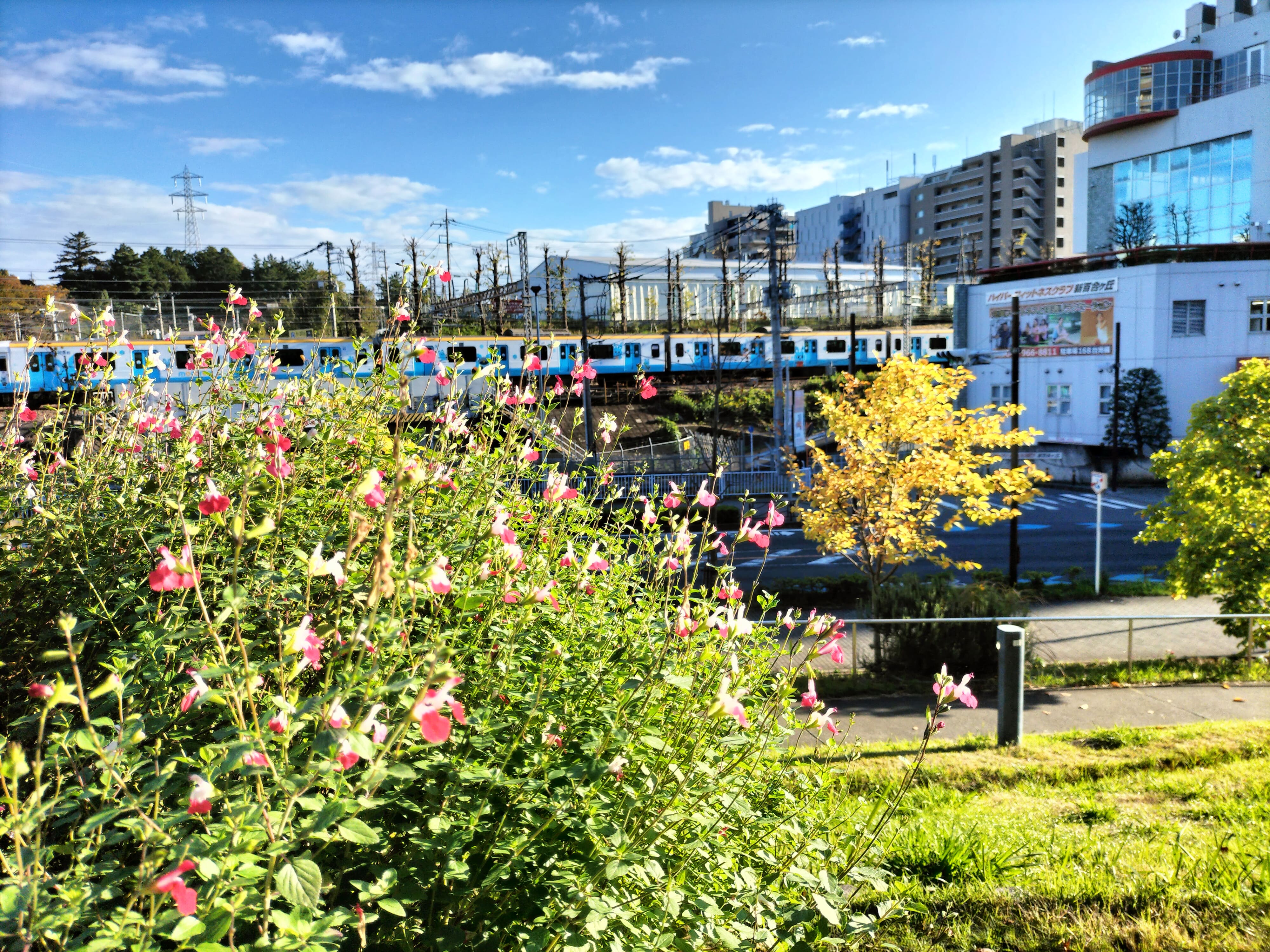 四季彩の丘花壇には、いろんな花が手入れされてる