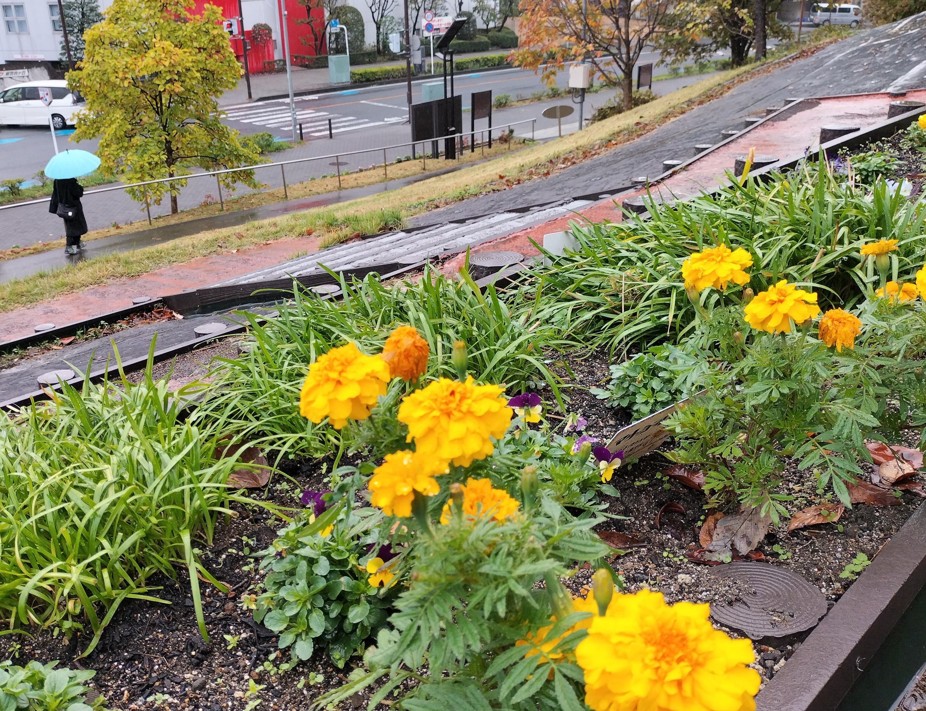 雨の四季彩花壇