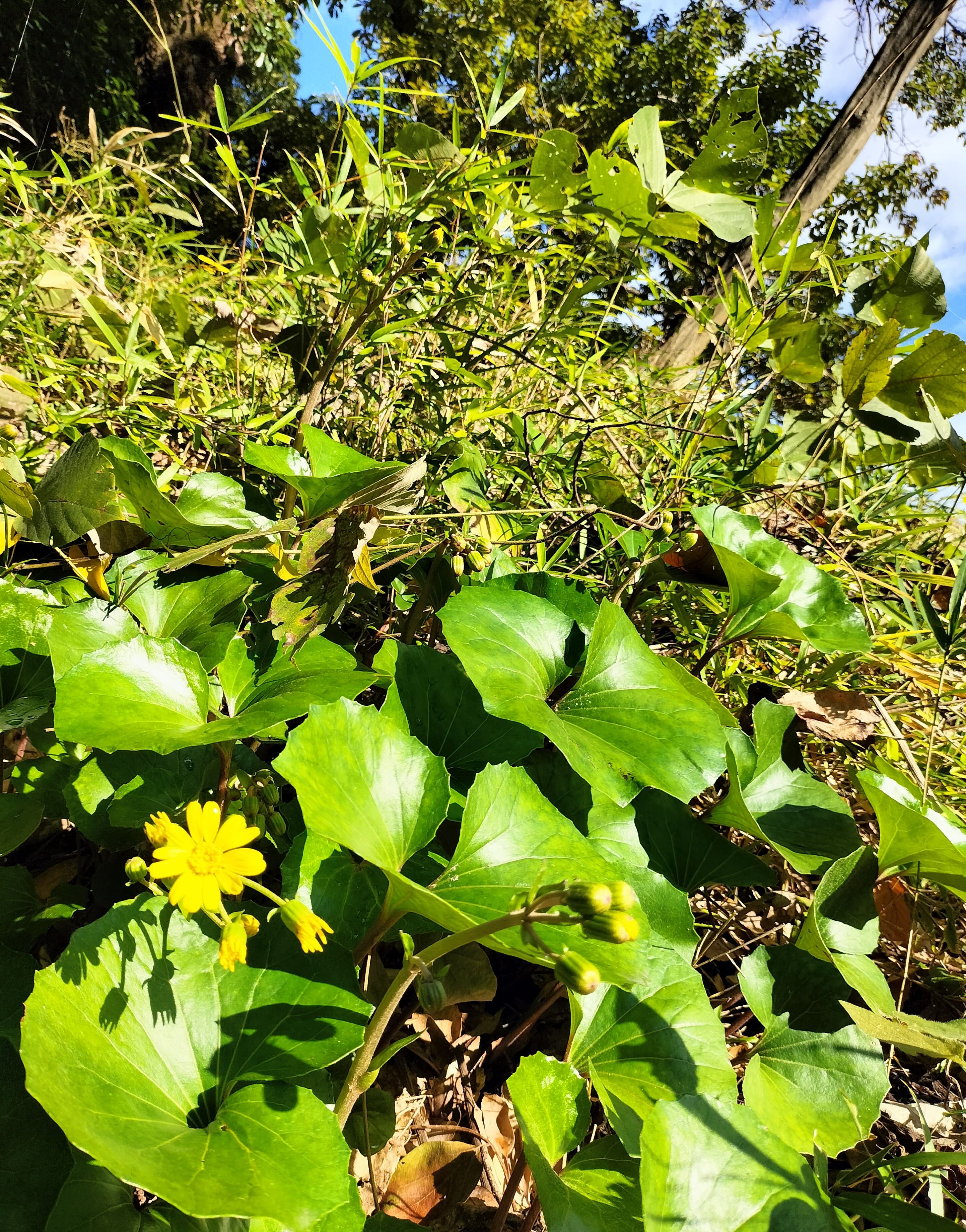 おやしろ公園の石蕗(つわぶき)咲きました