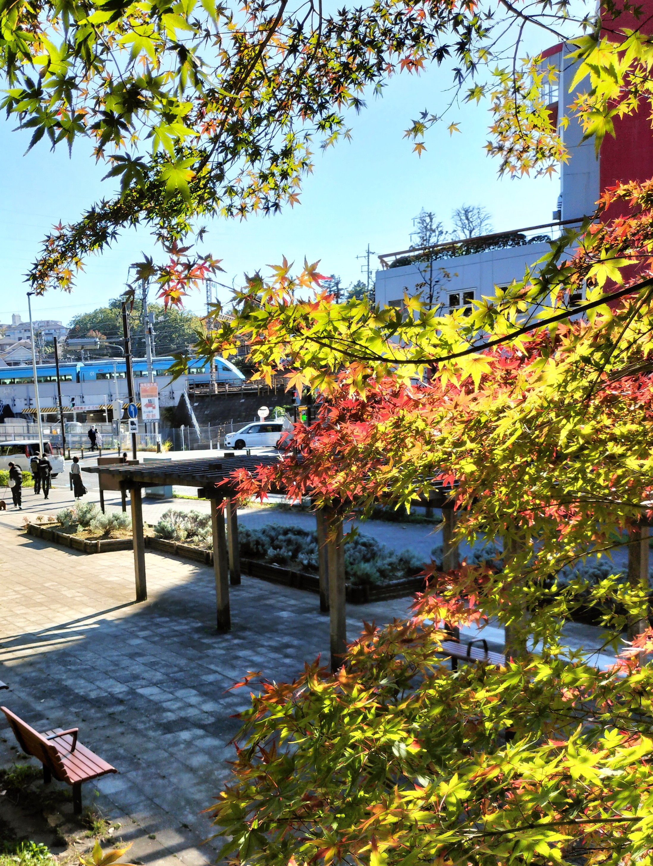 おやしろ公園の紅葉