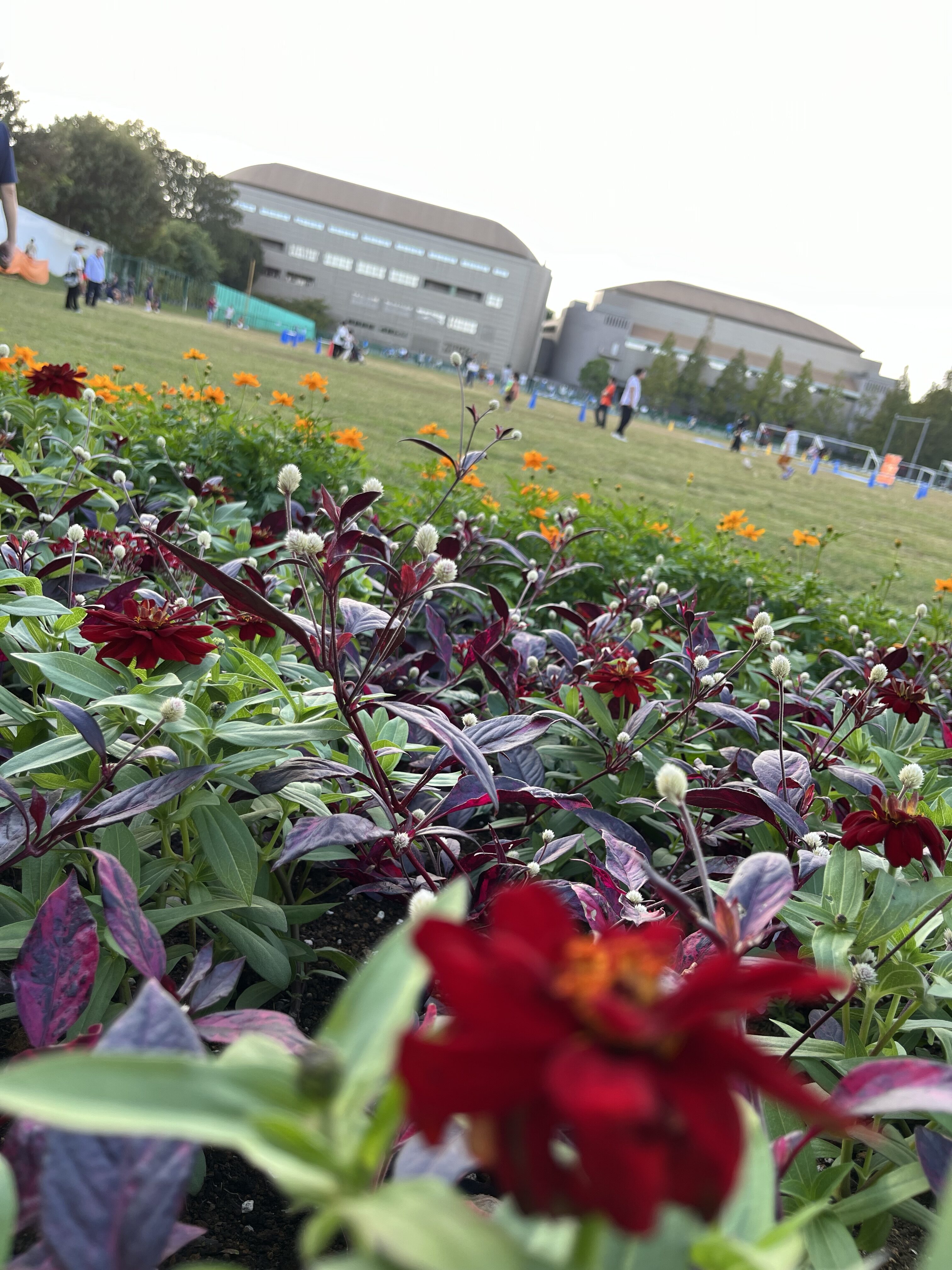 いつもの散歩道が華やかに