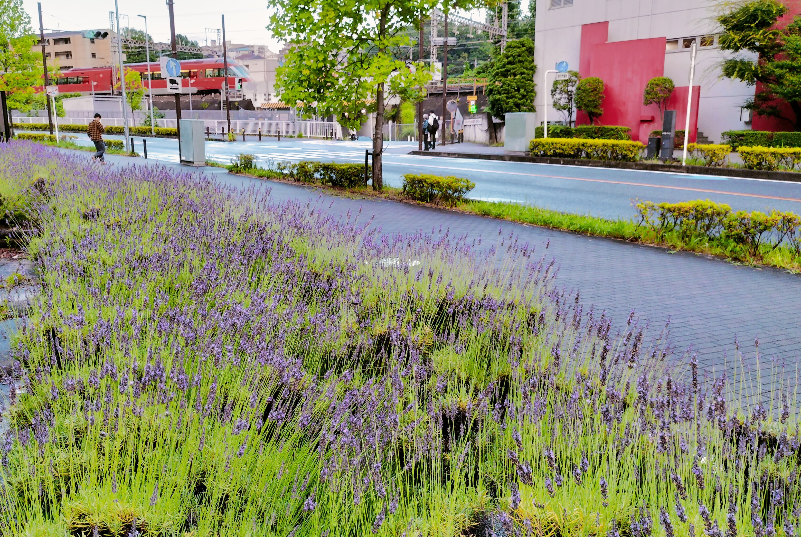 ラベンダー通り