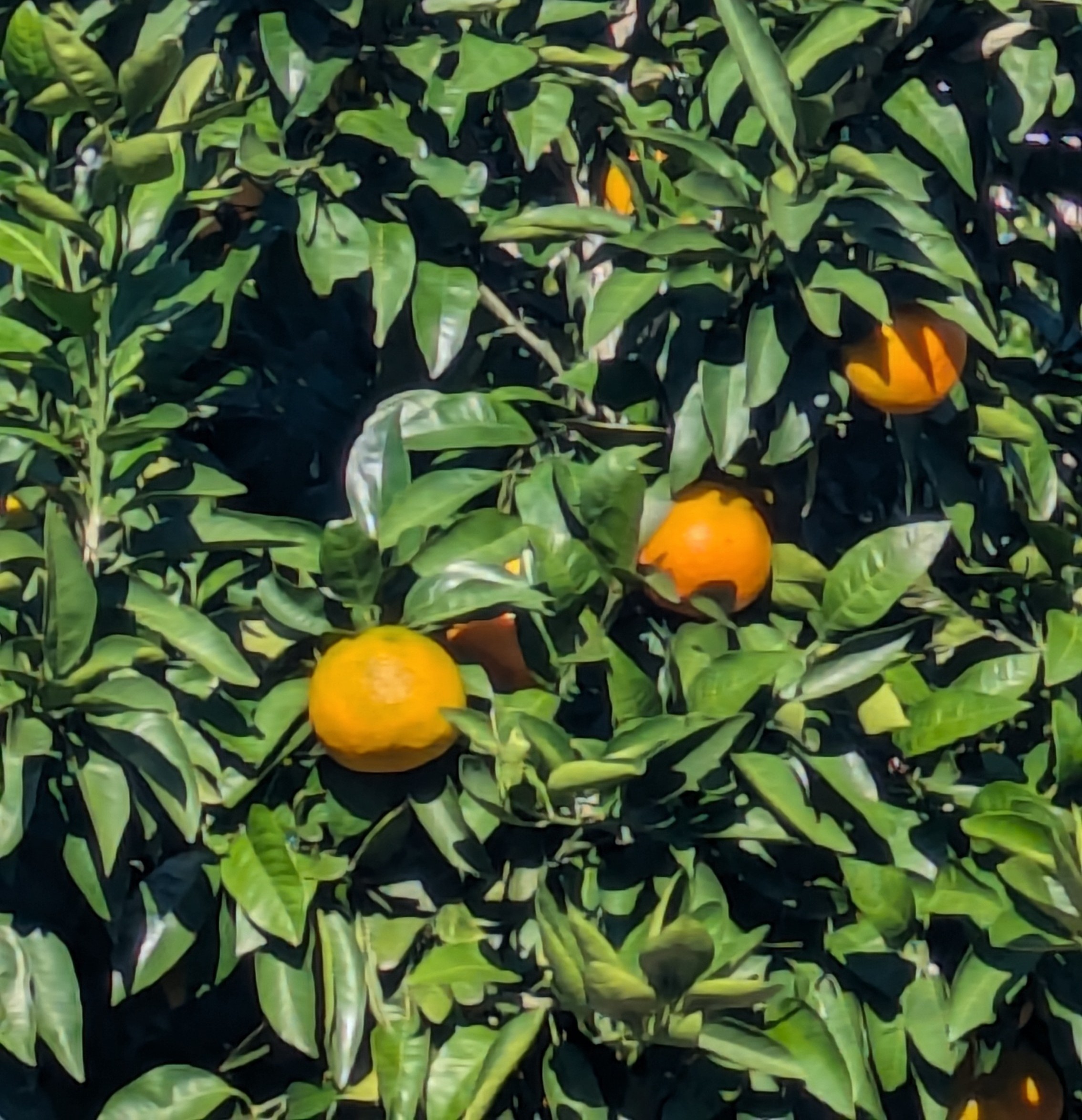 ご近所の柑橘が実りました