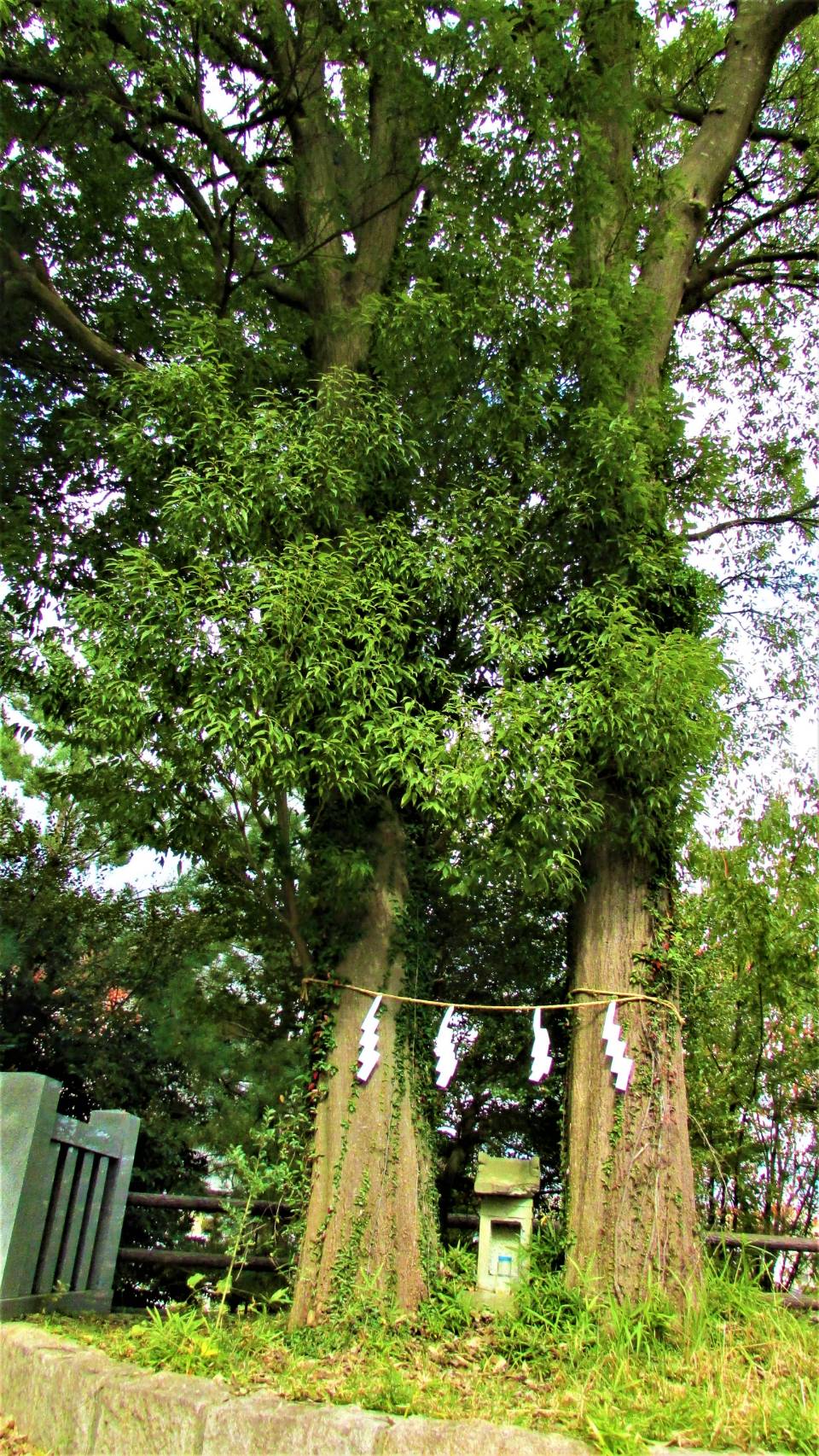 縁結びの夫婦樫