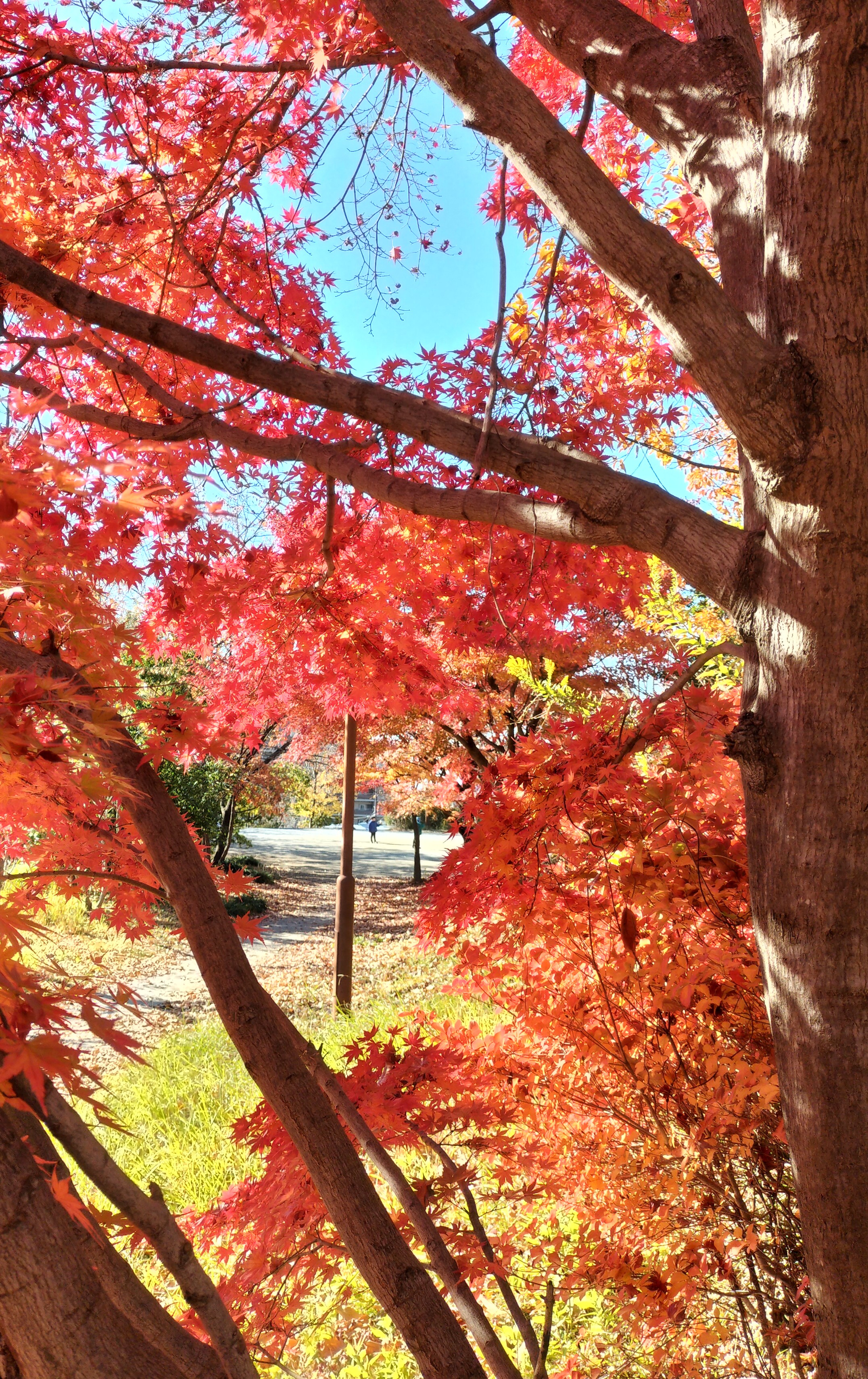 万福寺もりの丘公園