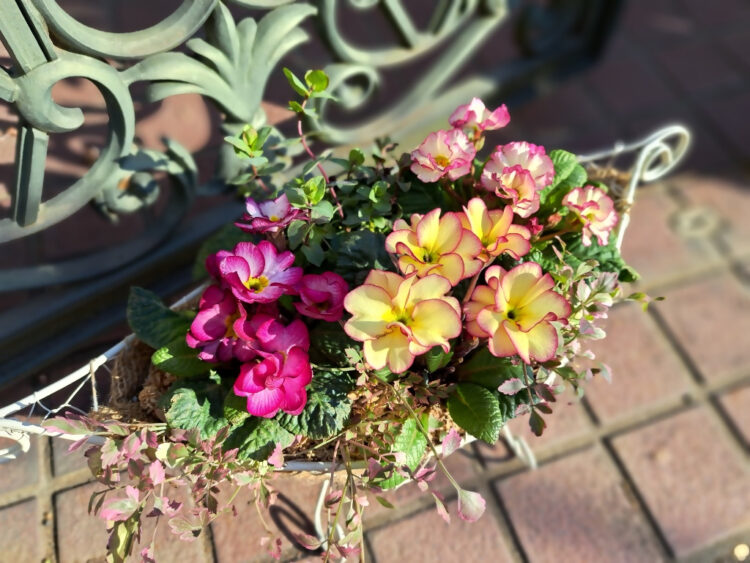 【富士見公園会場：3/29(土)、3/30(日)】Maihana