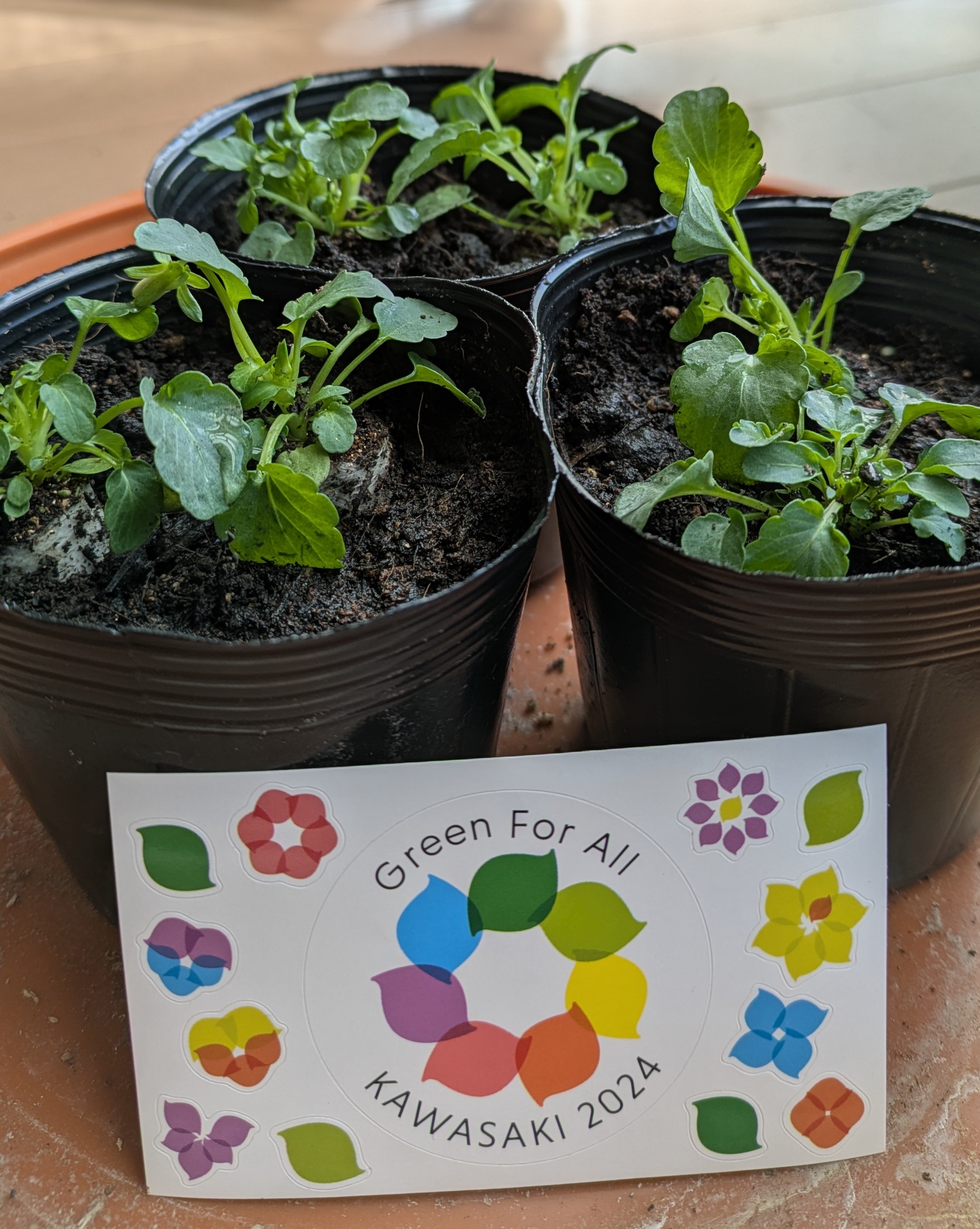 プラグ苗を育てます