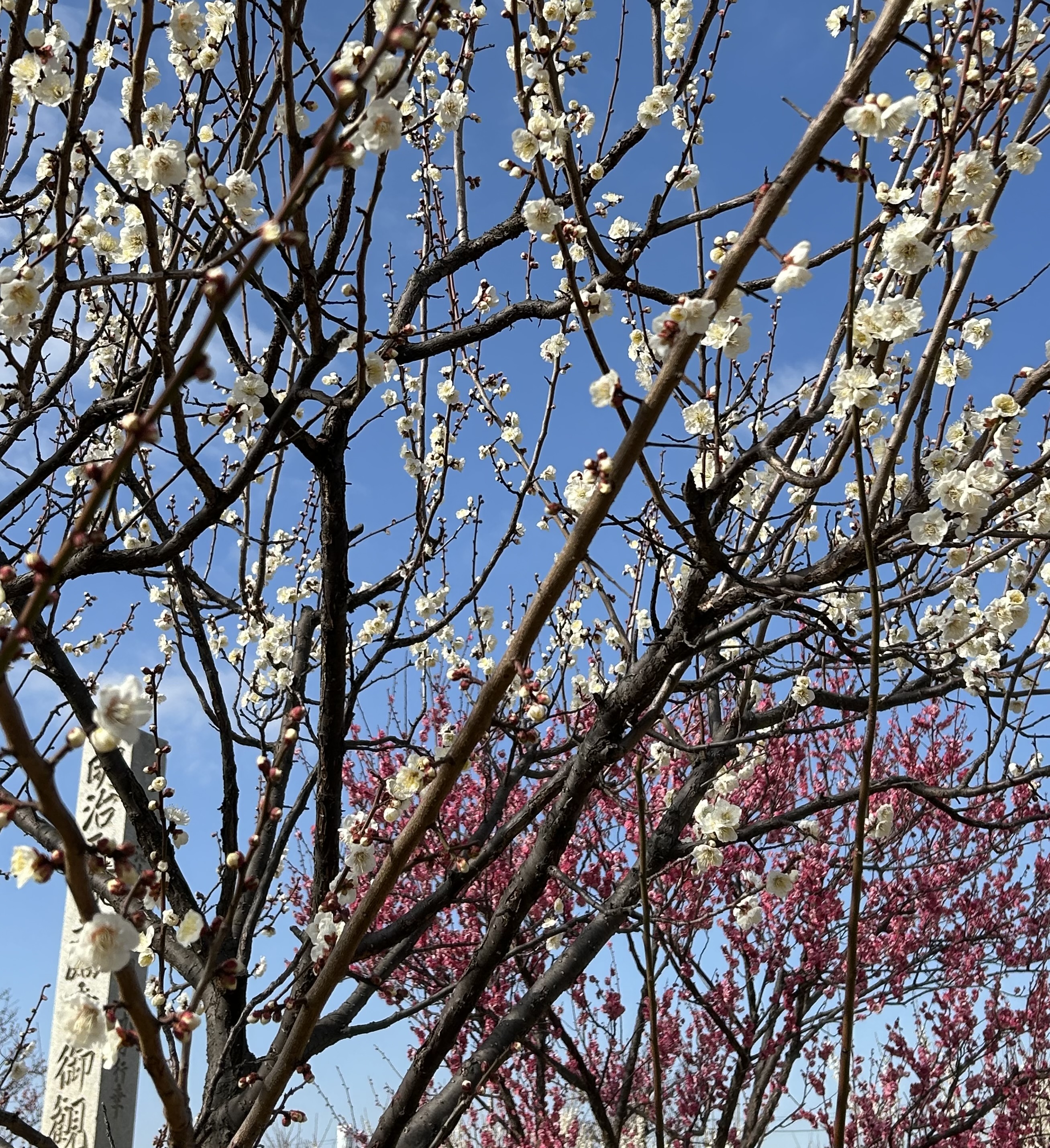 御幸公園の梅