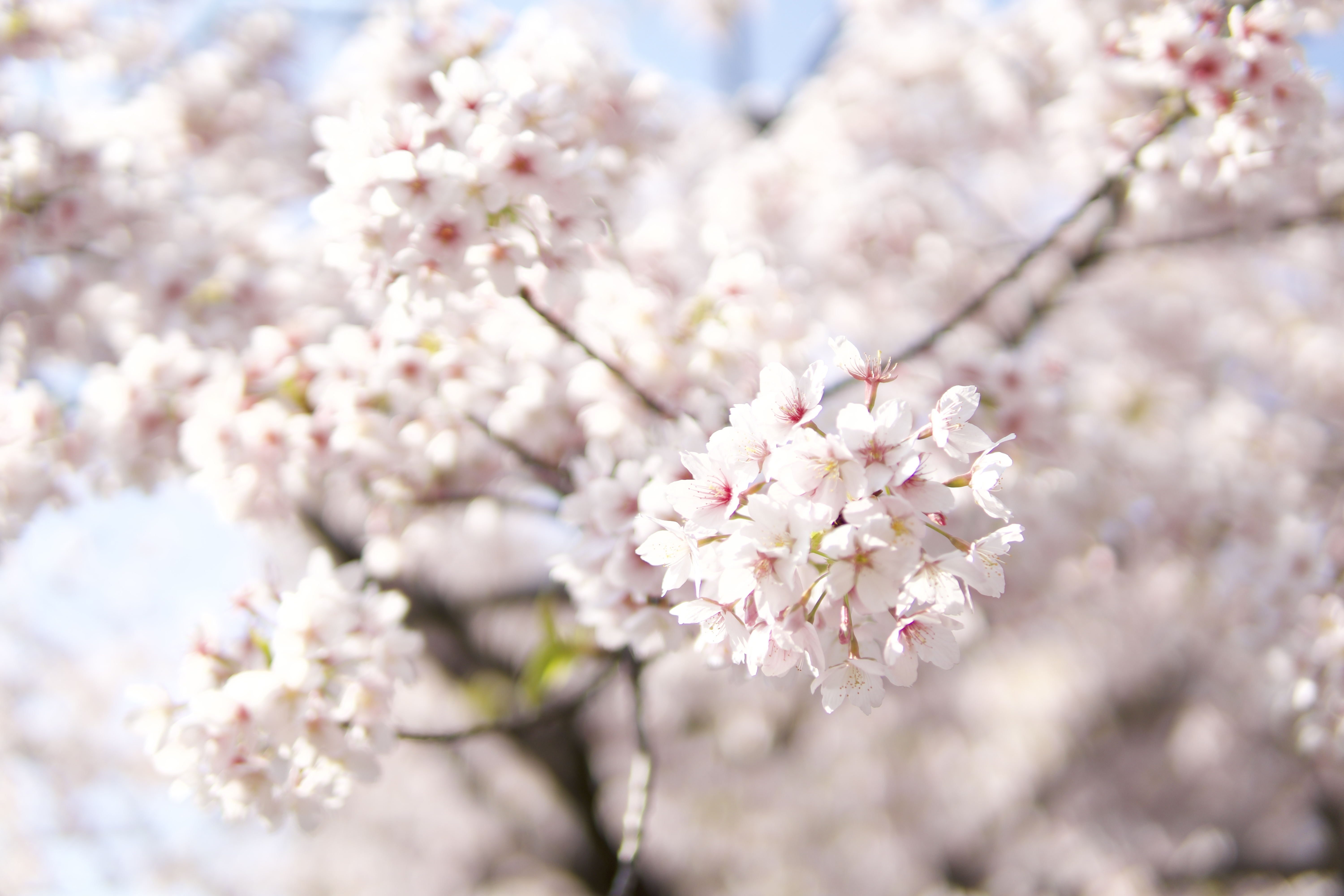 麻生市役所でみつけた桜