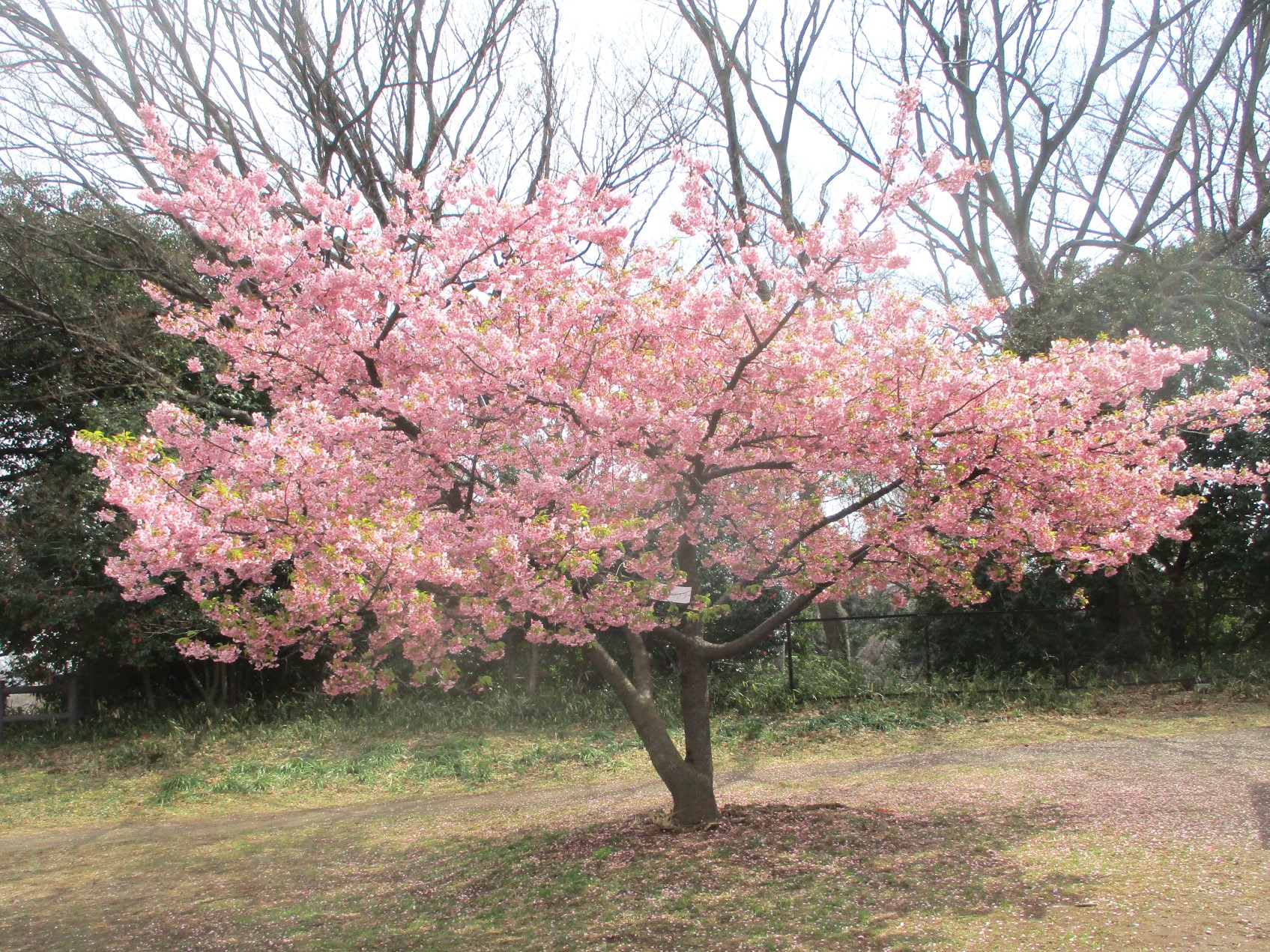 春日台の河津桜