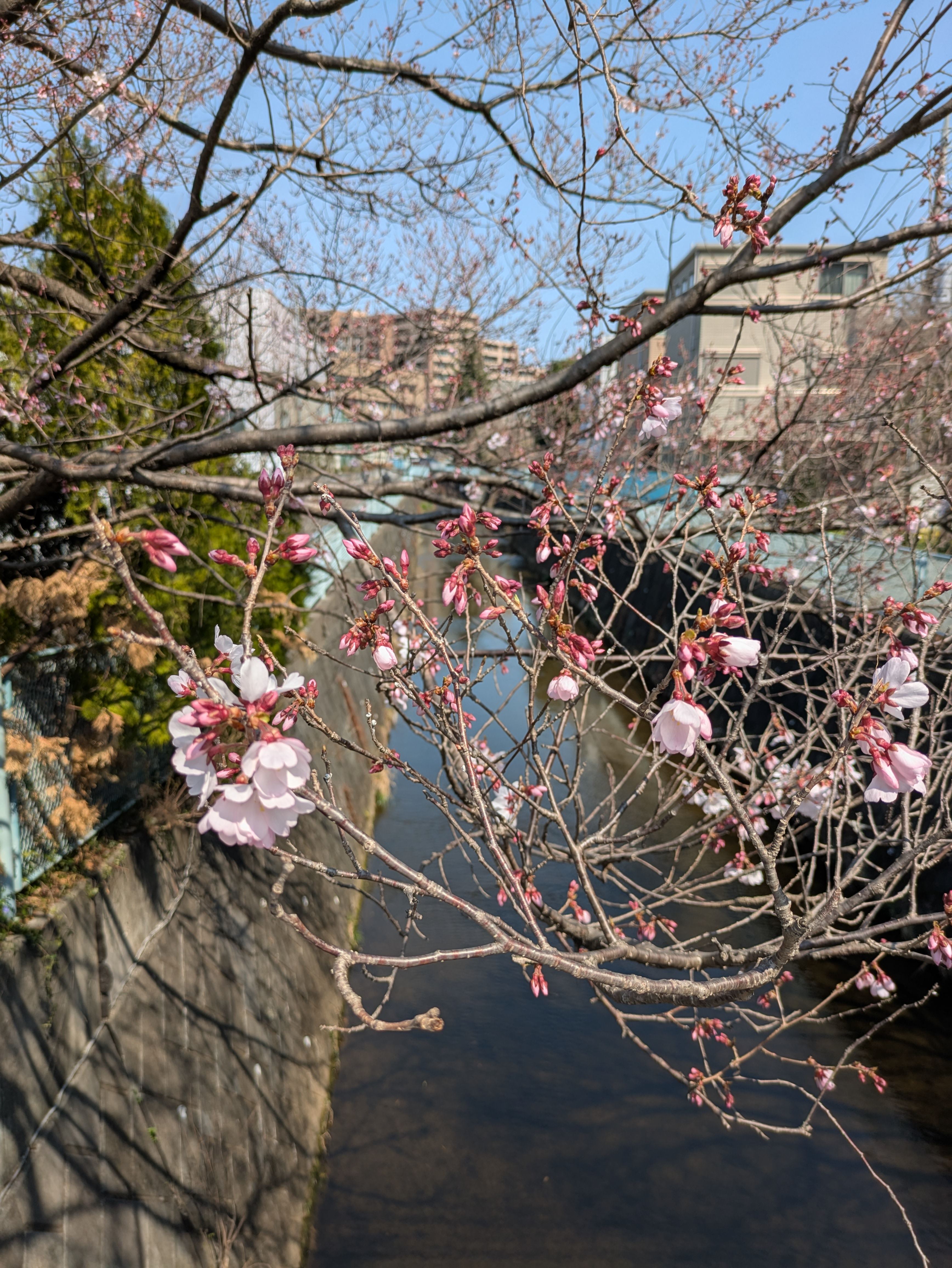 麻生川でみつけた桜開花