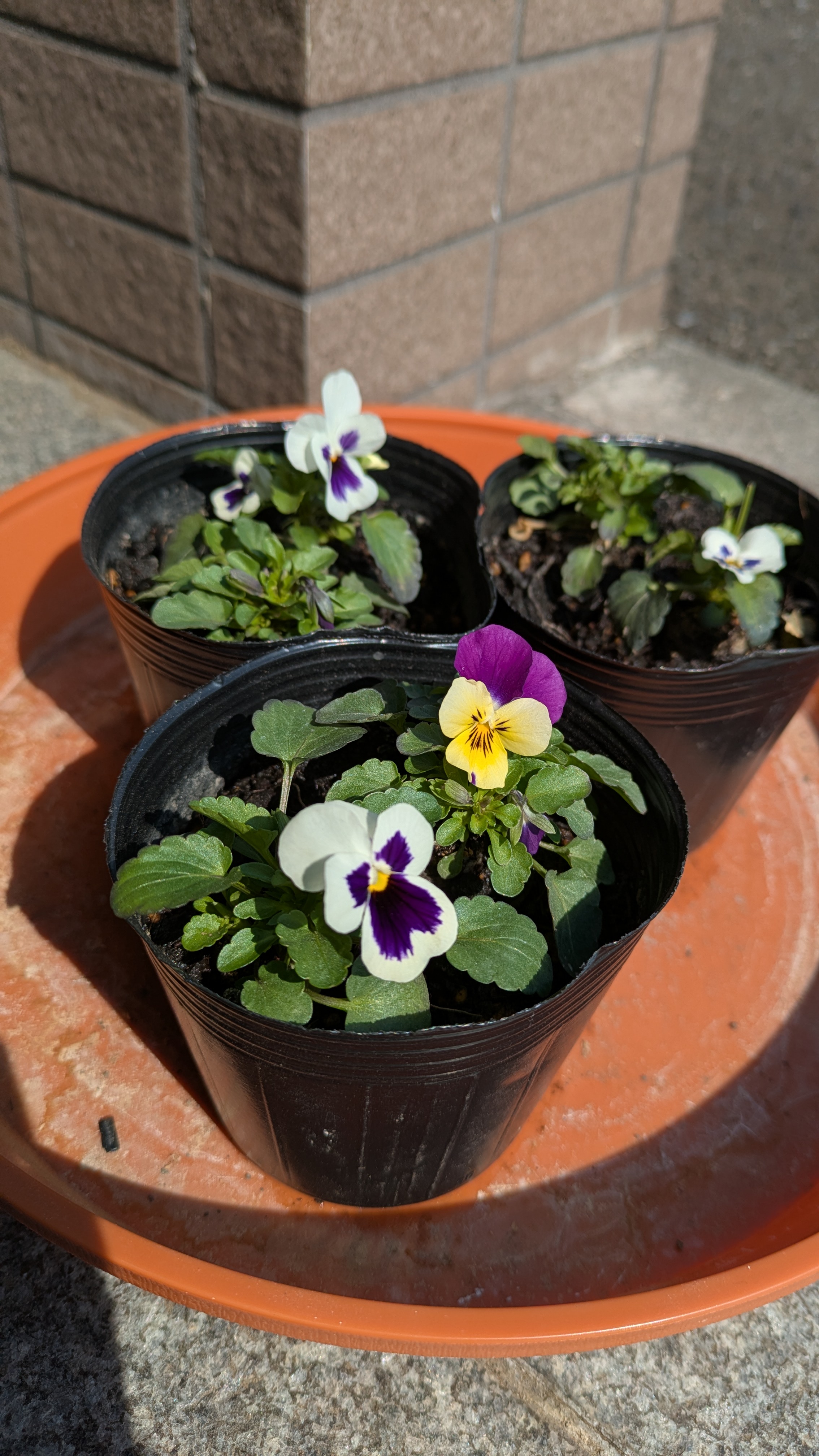 花が咲きました♪