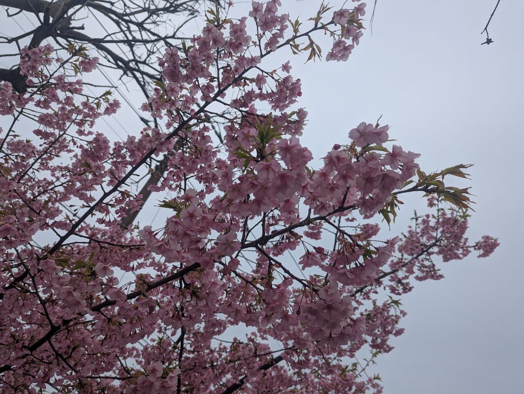 中浜公園の河津桜