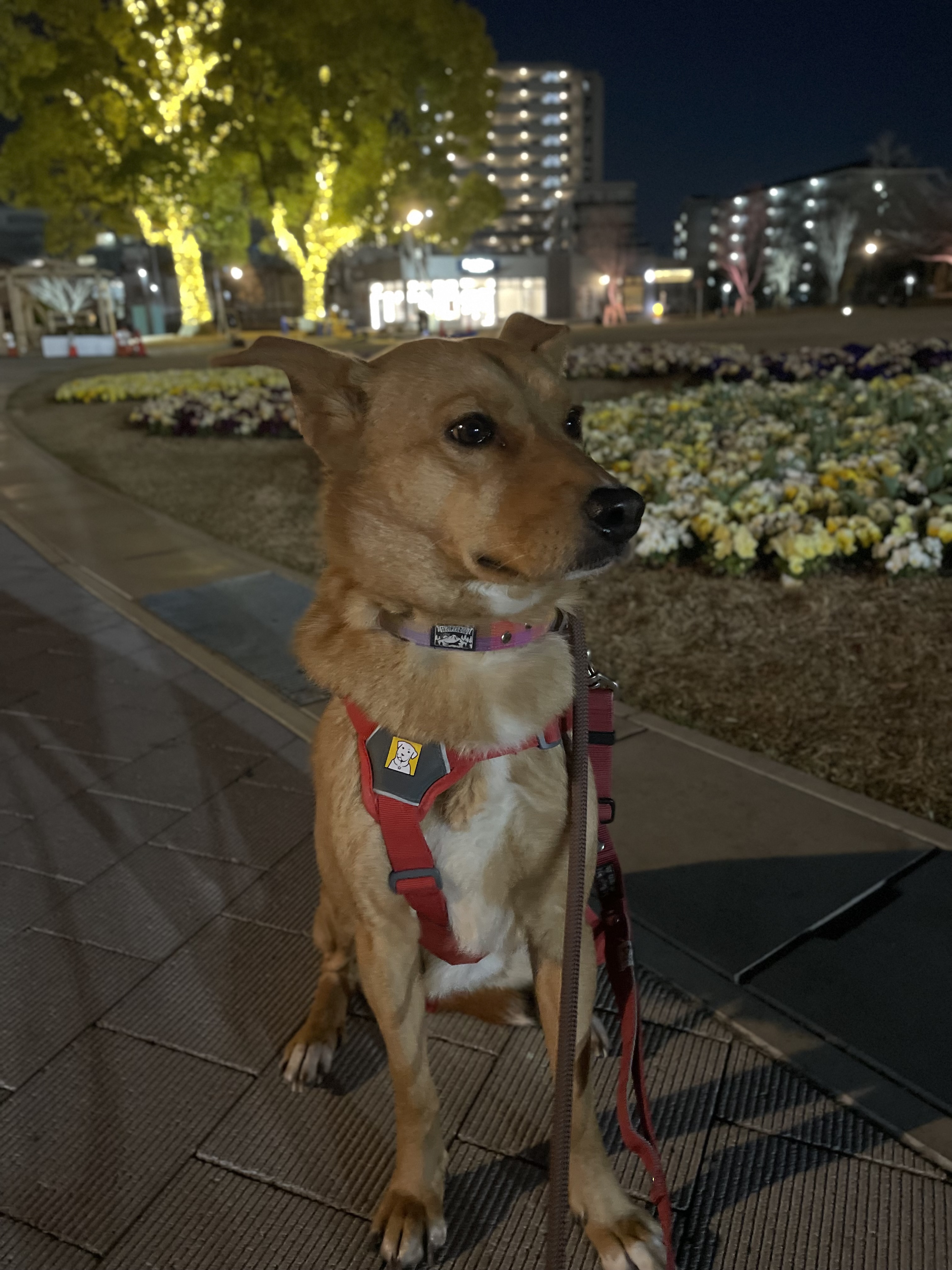 夜の富士見公園