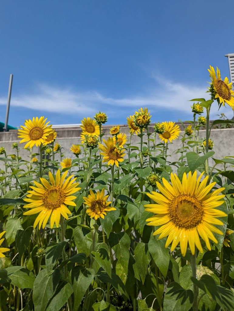 川崎区役所道路公園センター前のヒマワリ