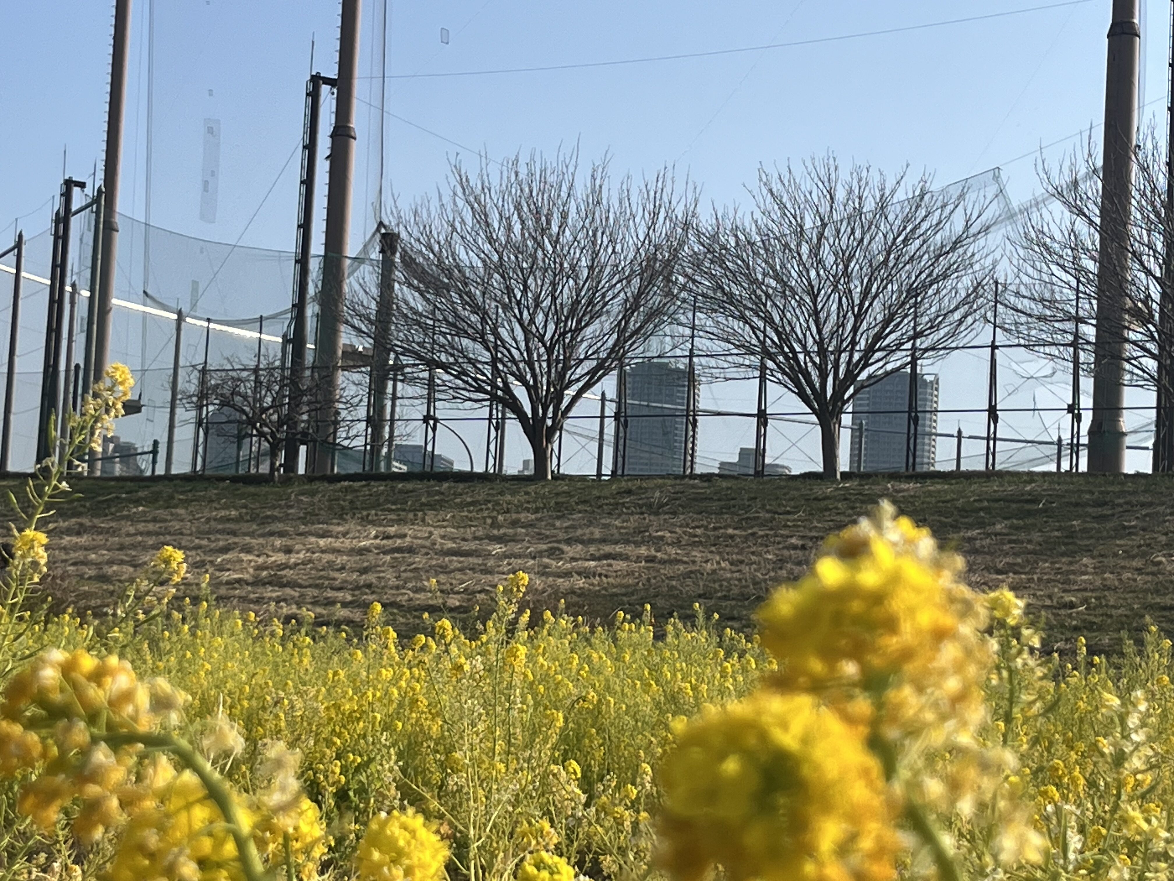 小杉ビル群を背にした多摩川の菜の花