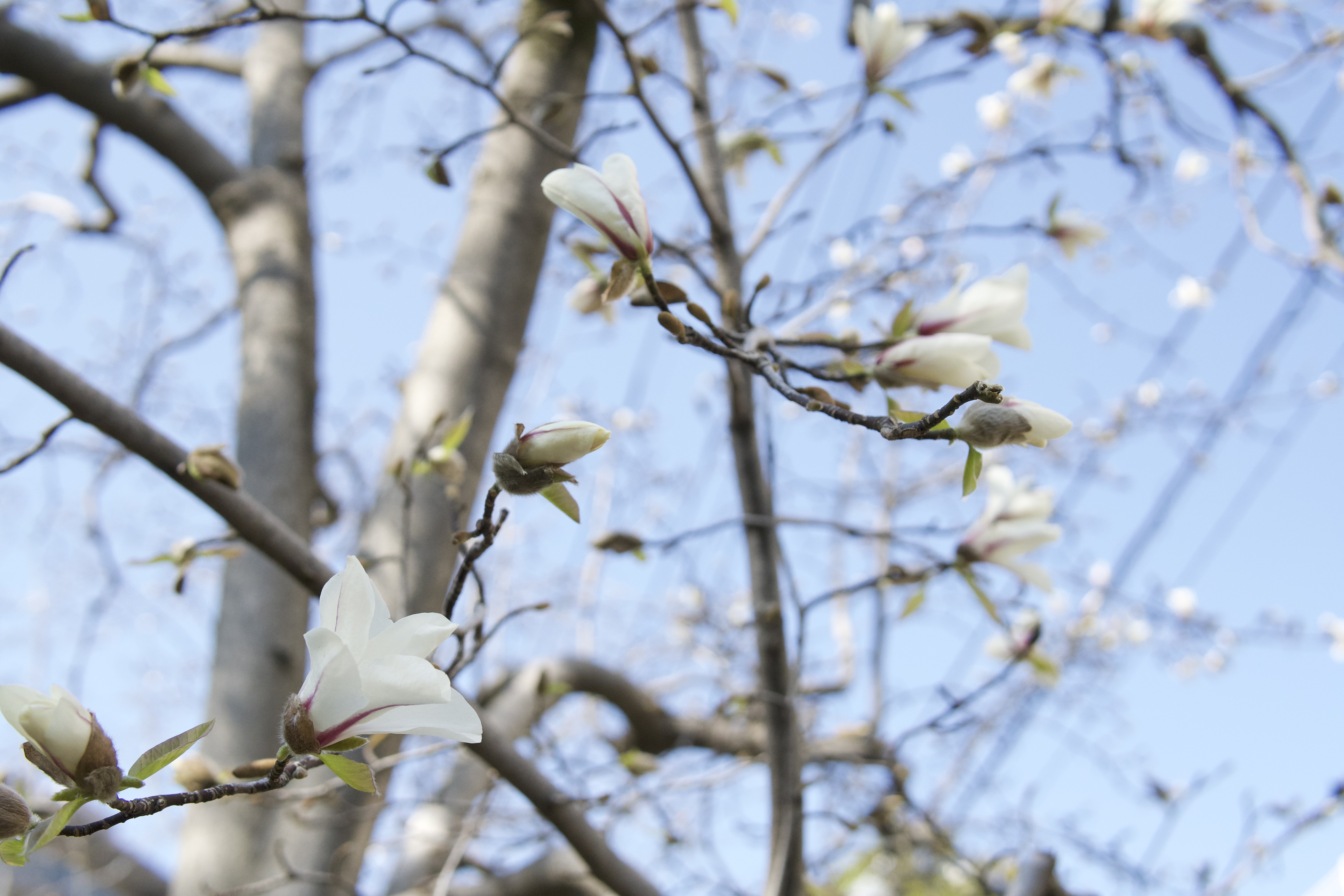 麻生小学校前で見つけたみどり
