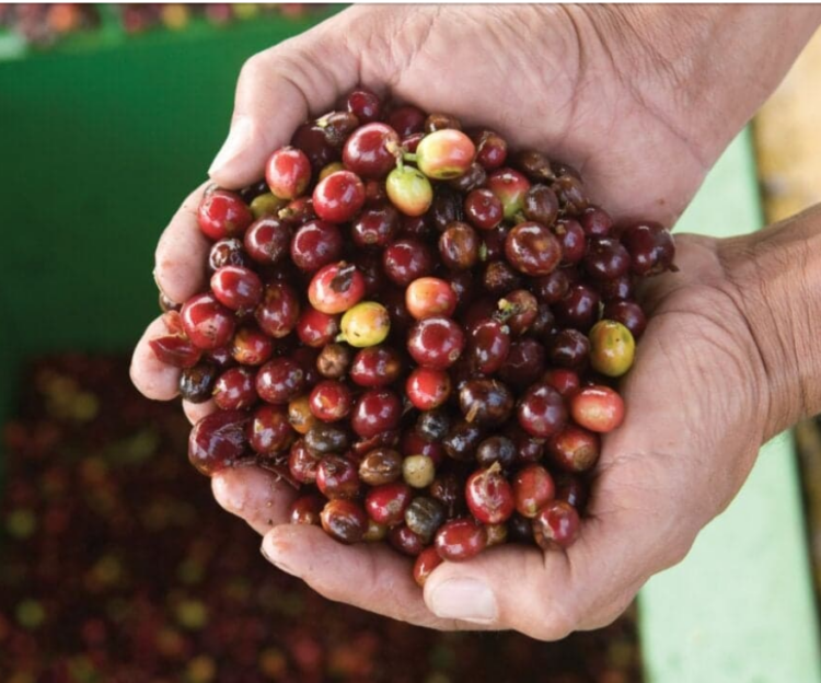 【等々力緑地会場：3/22(土)、4/5(土)、4/6(日)】スターバックスコーヒー　新横浜・武蔵小杉地区