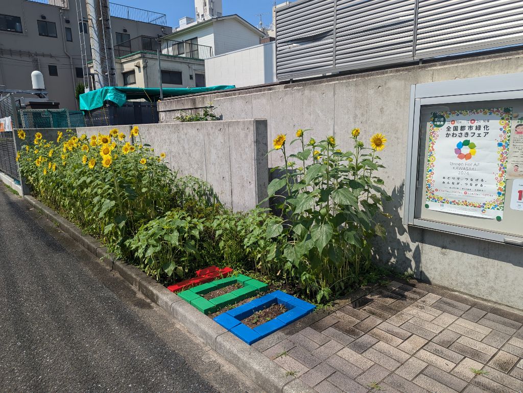 川崎区役所道路公園センター前のヒマワリ