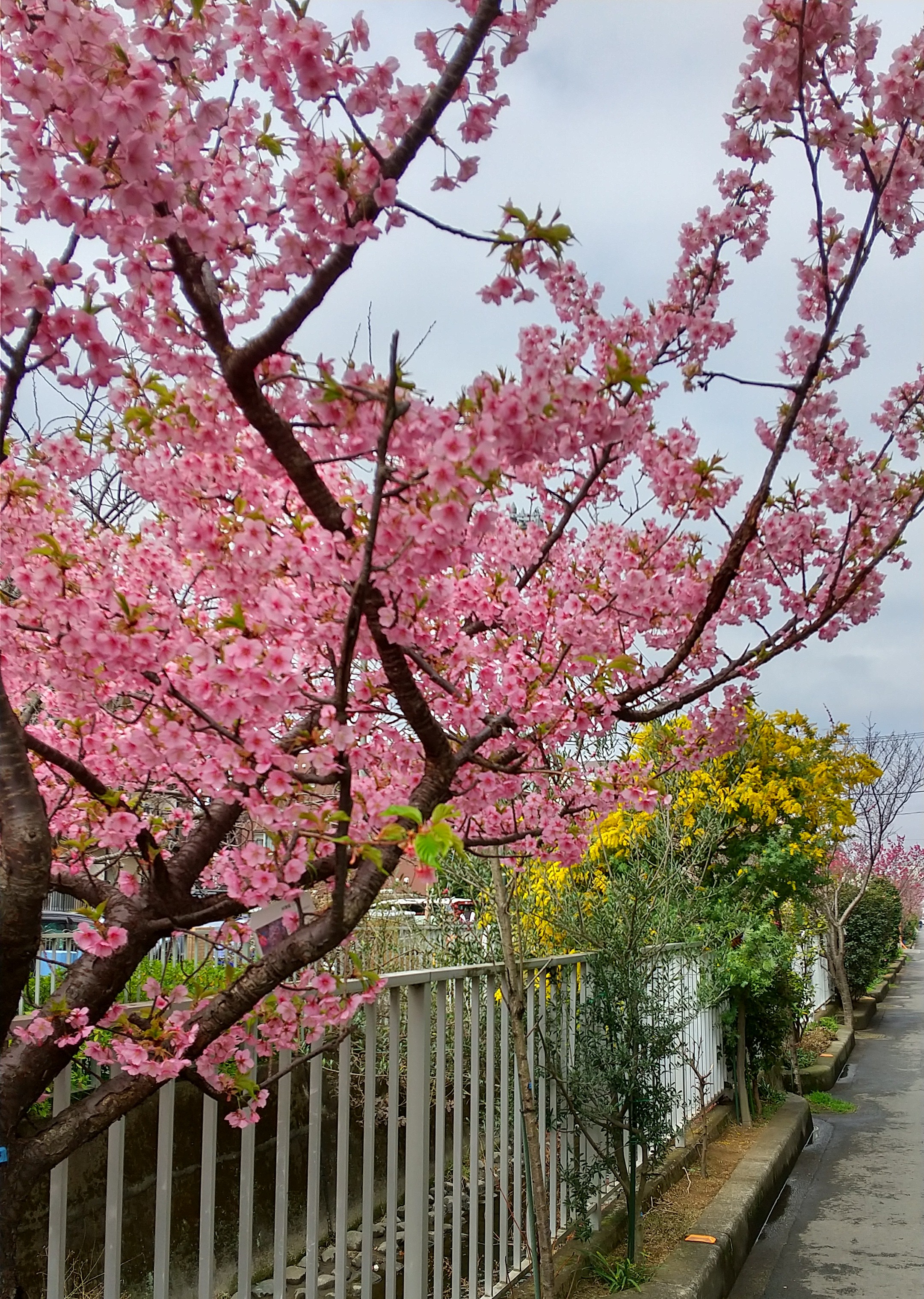 二ヶ領用水の河津桜とミモザ
