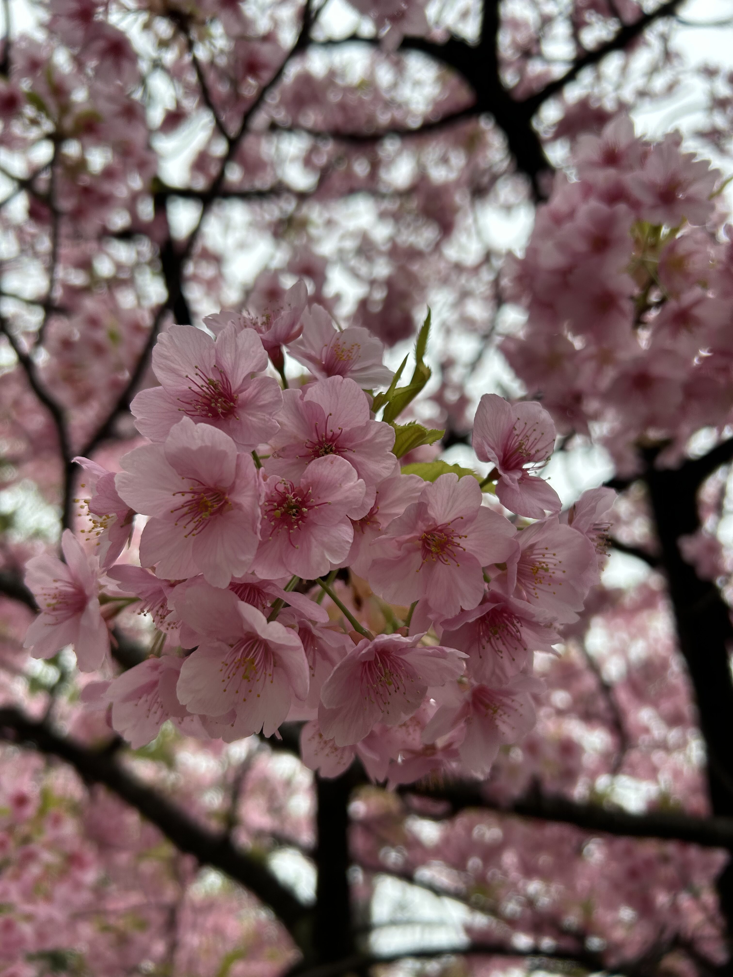 二ヶ領用水沿いに咲き誇る河津桜🌸