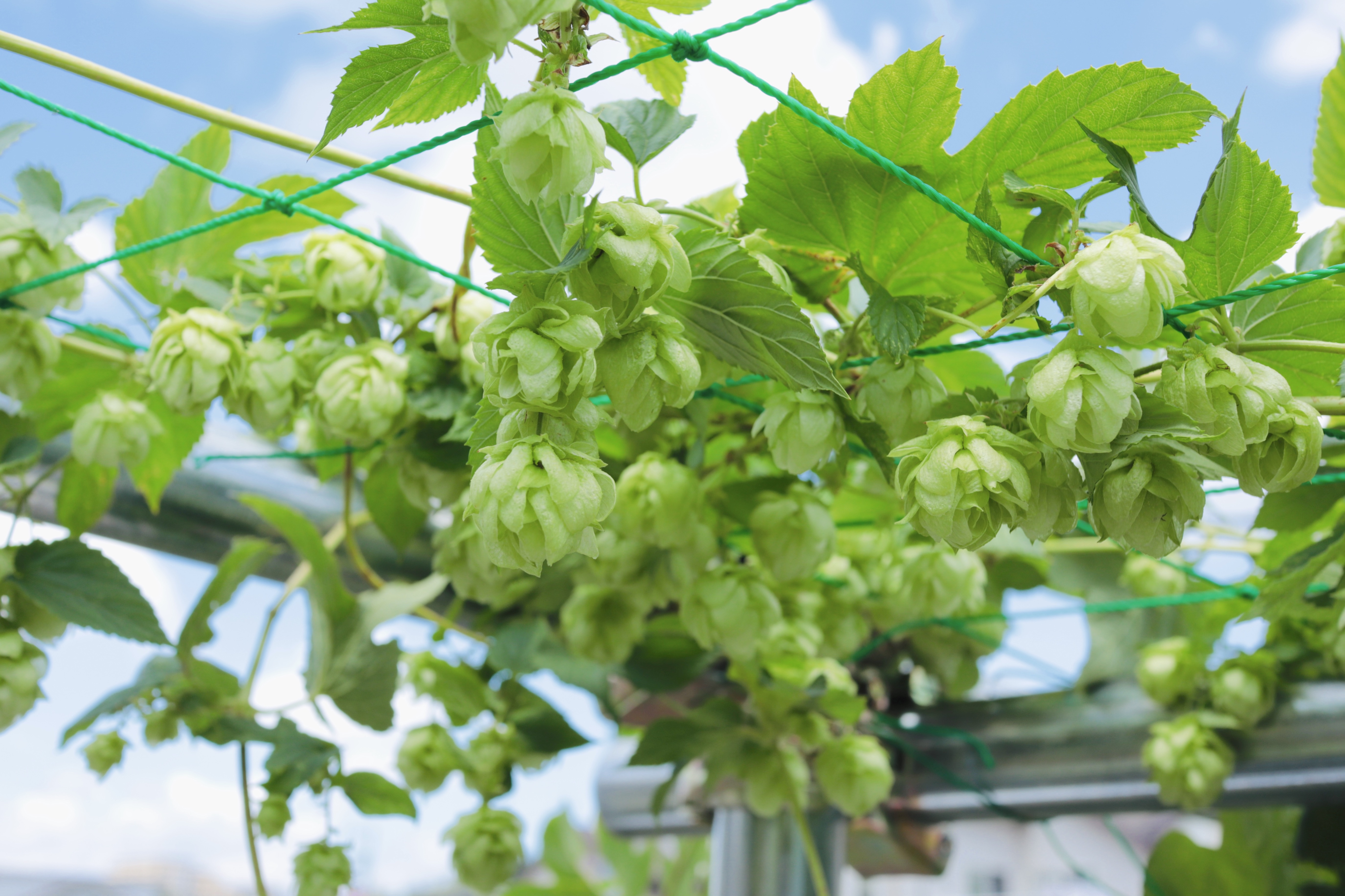 片平の畑で満開のホップ！