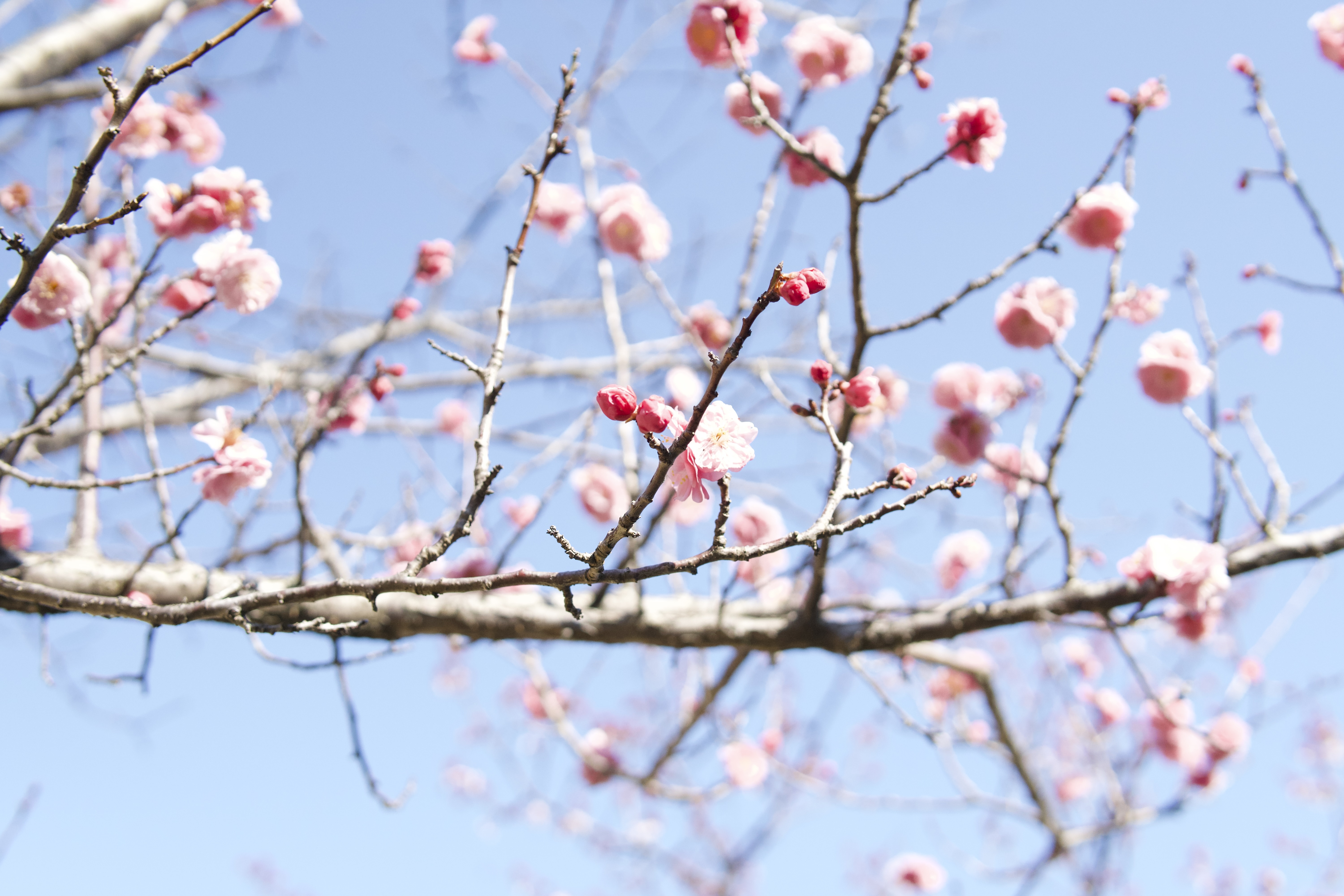 万福寺さとやま公園でみつけたみどり