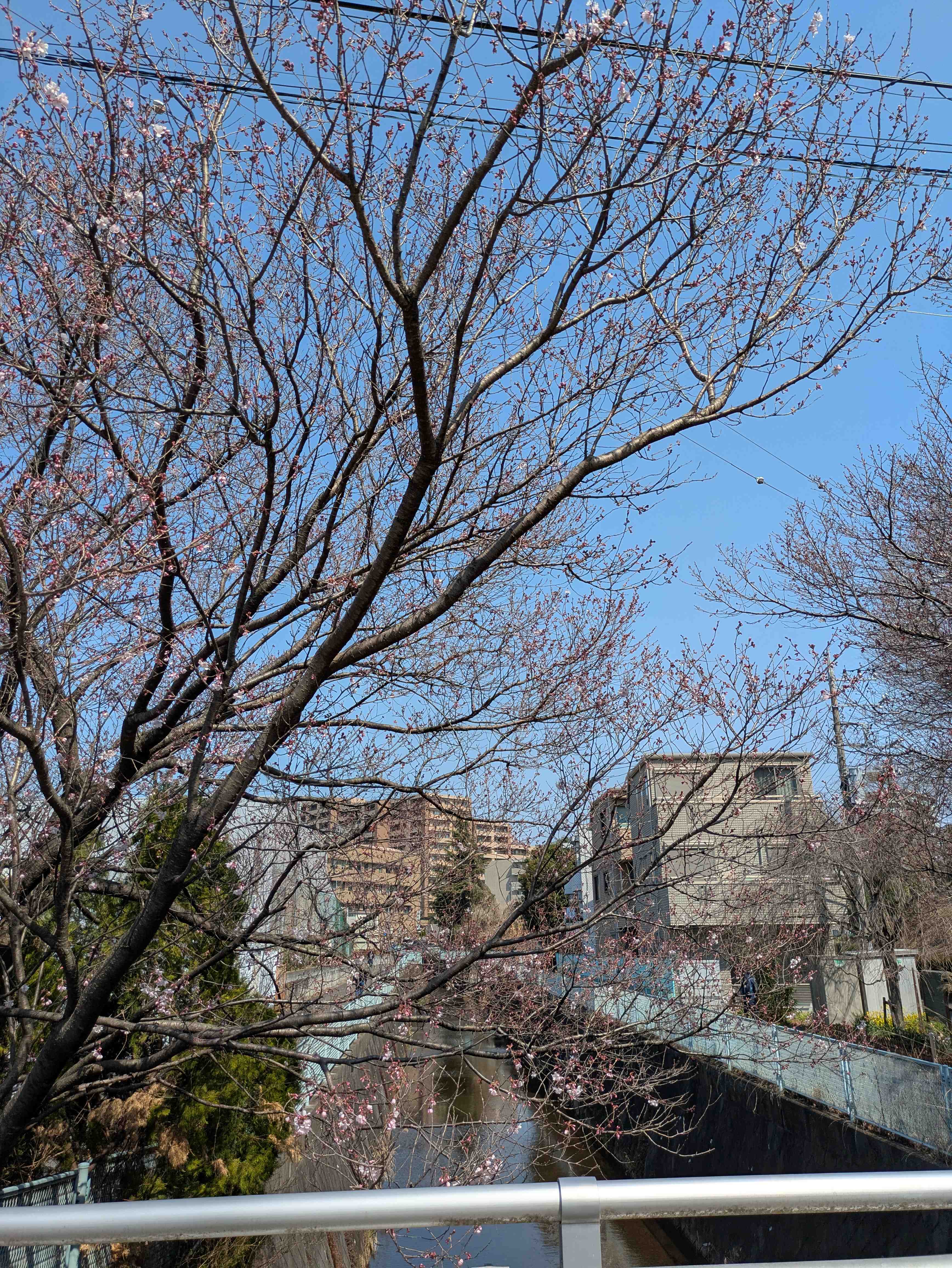 麻生川でみつけた桜開花