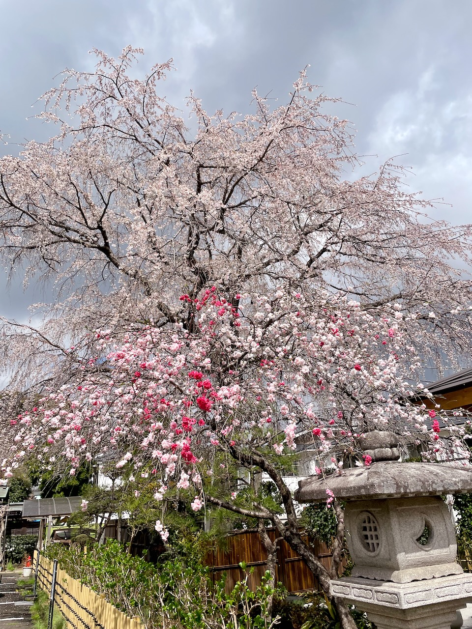 妙楽寺の桜と桃の花