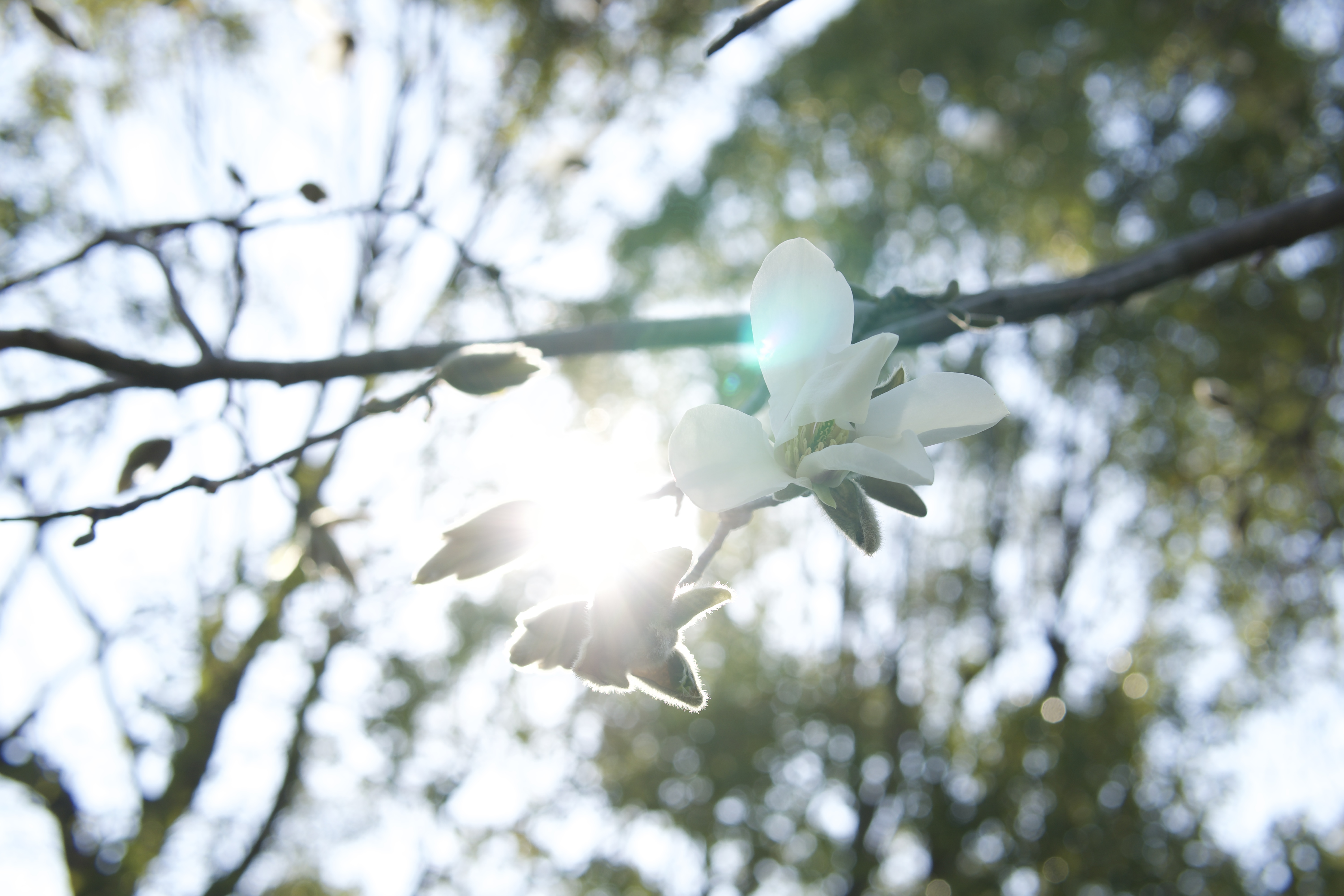 麻生小学校前で見つけたみどり