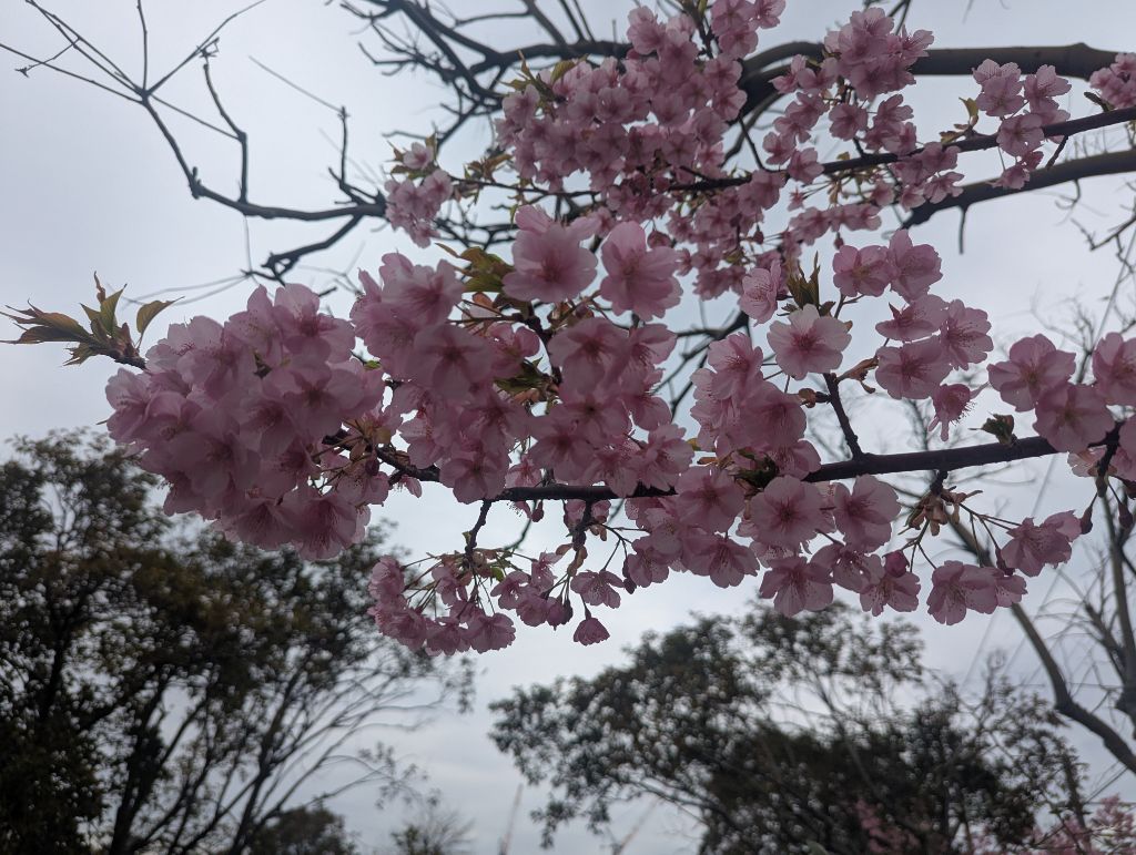 中浜公園の河津桜