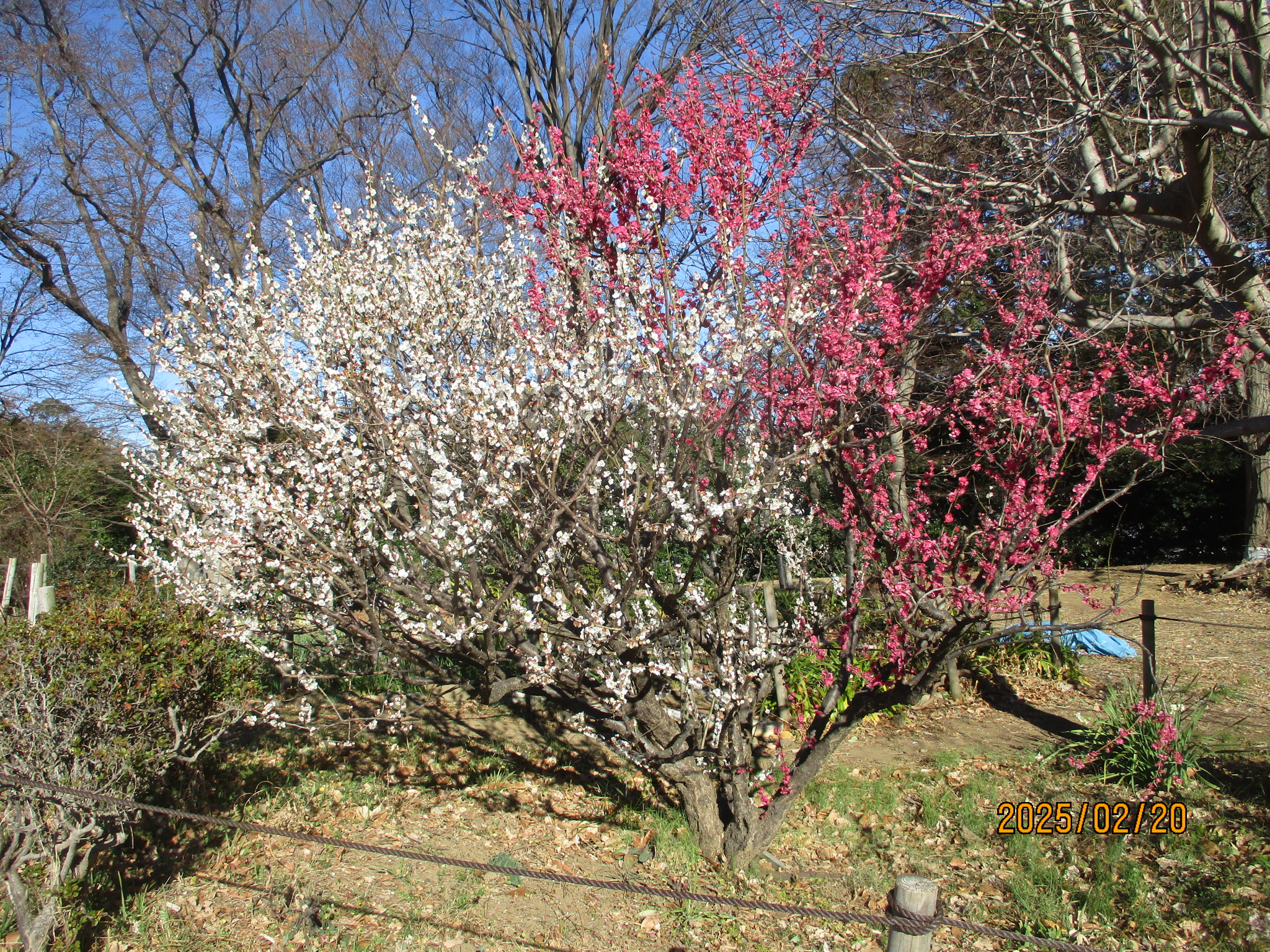 春日台の源平梅