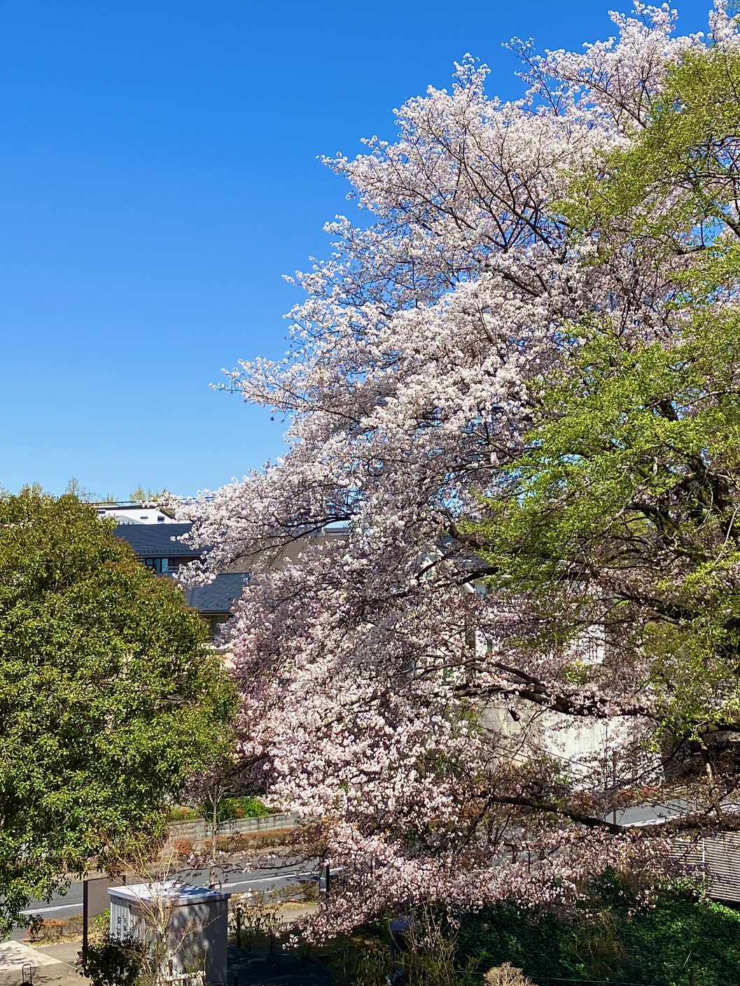 ふるさと緑地の山桜