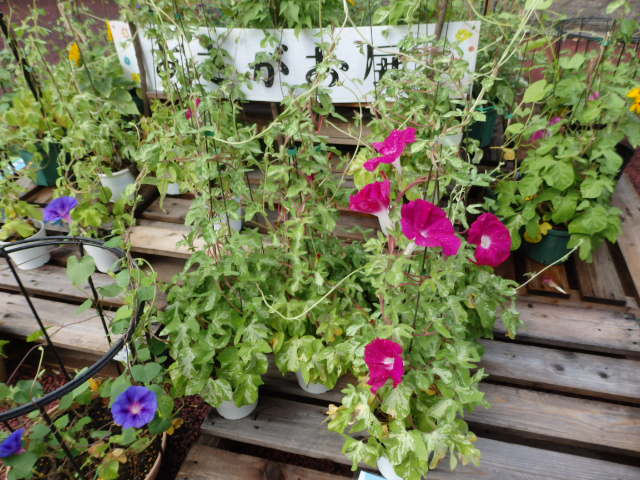 「あさがお展」大盛況！！　川崎市緑化センター